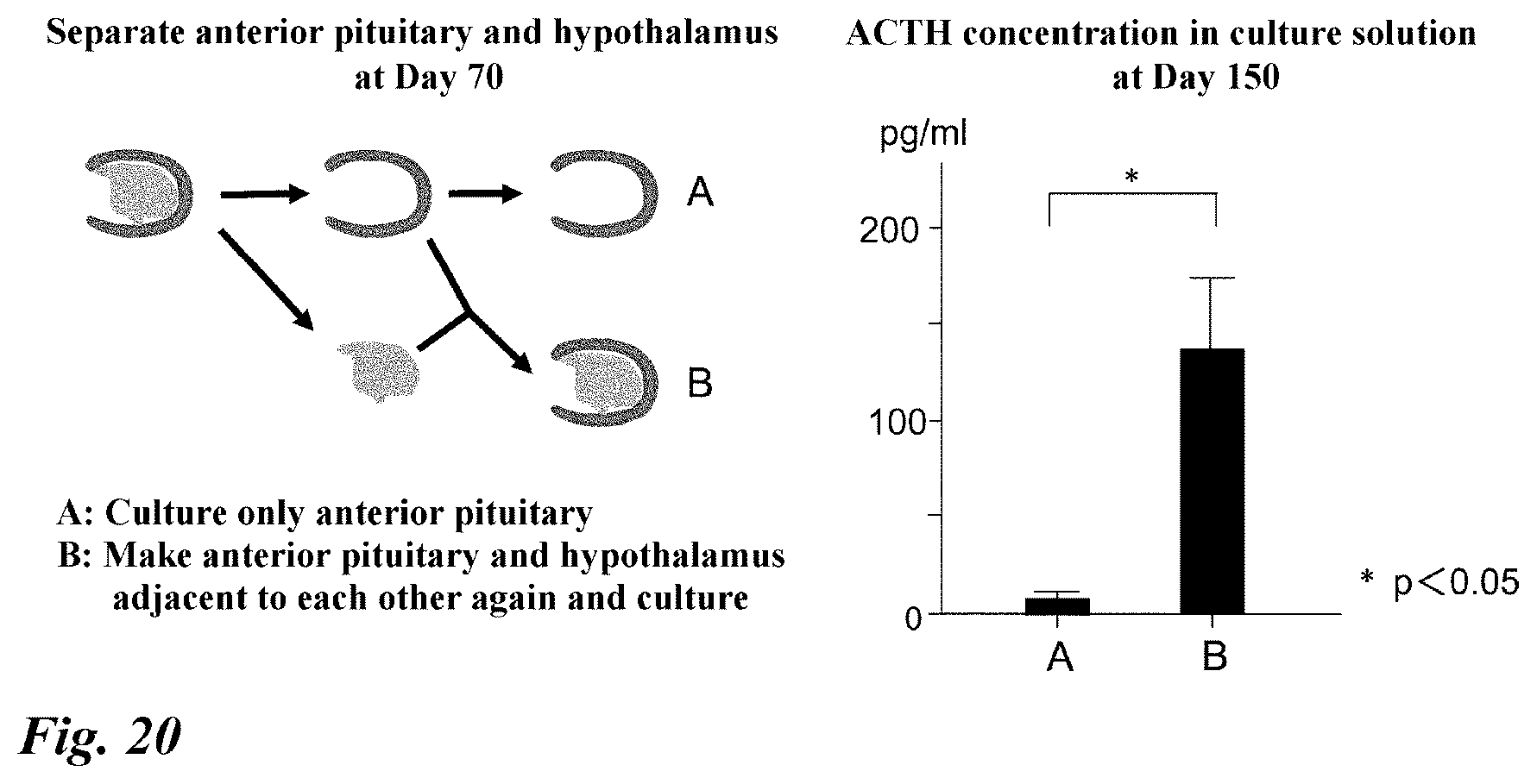 Patent US12378518 Figure 20 – Differentiation induction from human pluripotent stem cells into hypothalamic neurons
