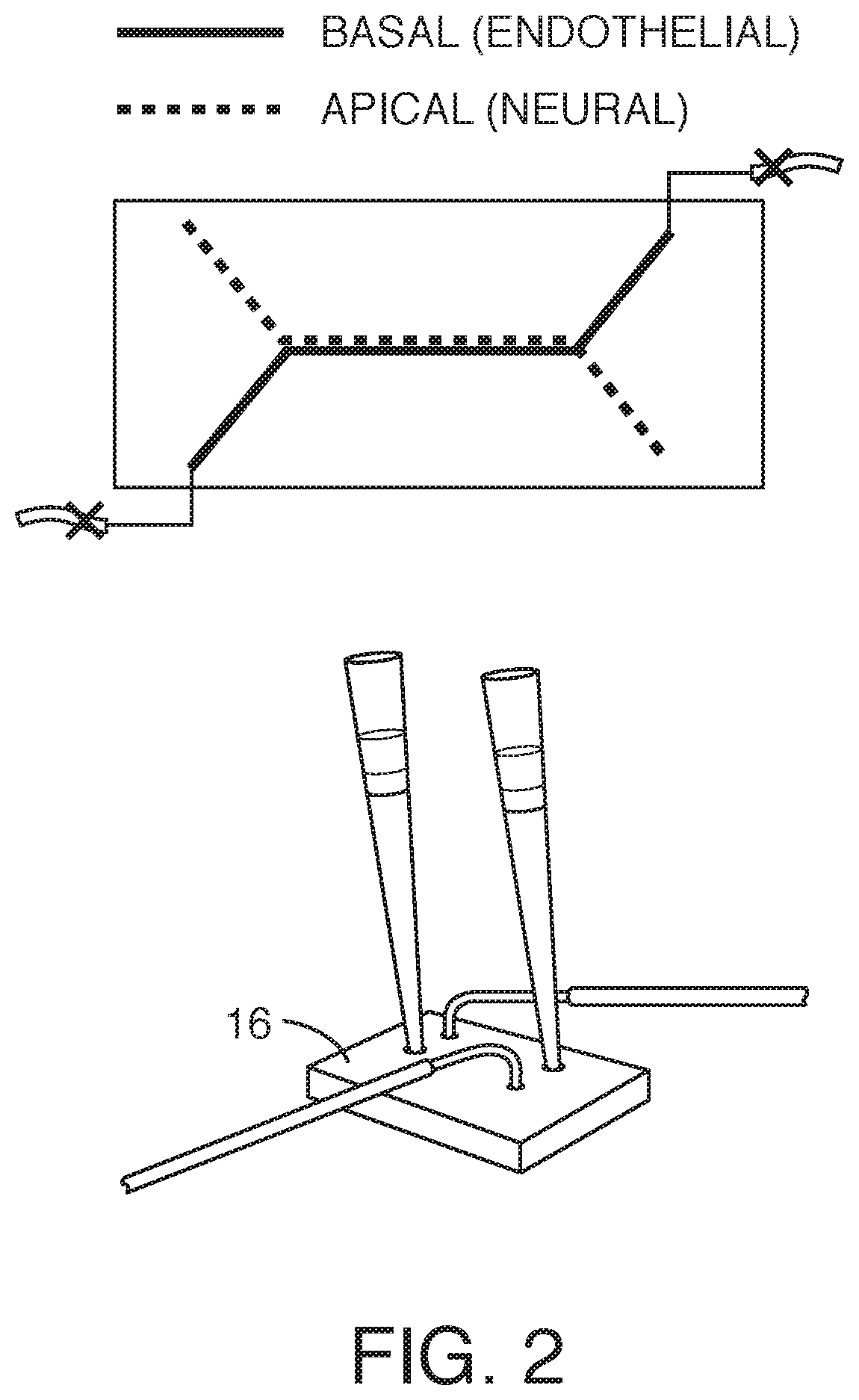 Patent US12378519 Figure 2 – Microfluidic model of the blood brain barrier