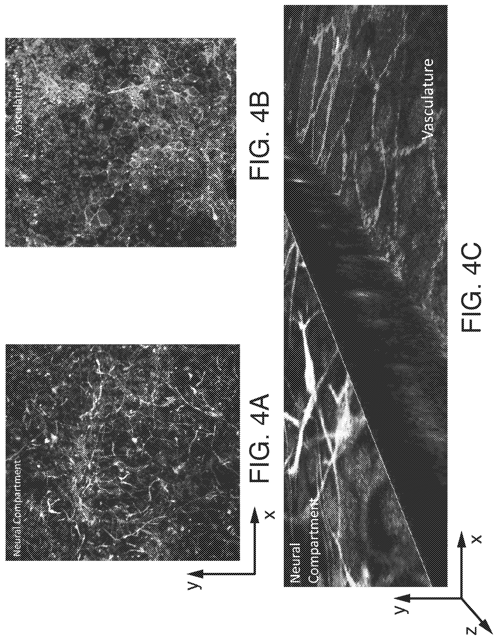 Patent US12378519 Figure 4 – Microfluidic model of the blood brain barrier