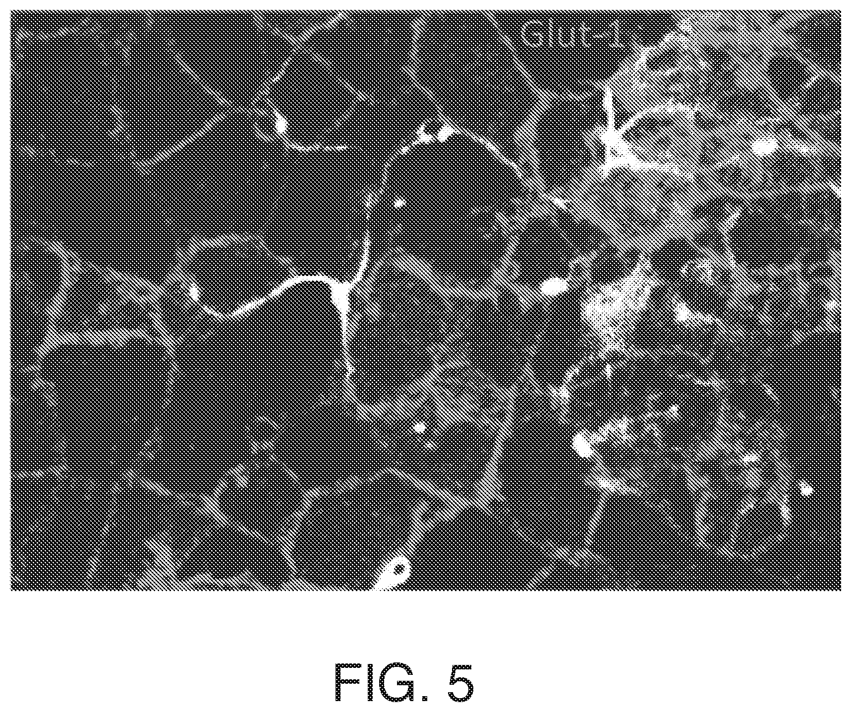 Patent US12378519 Figure 5 – Microfluidic model of the blood brain barrier