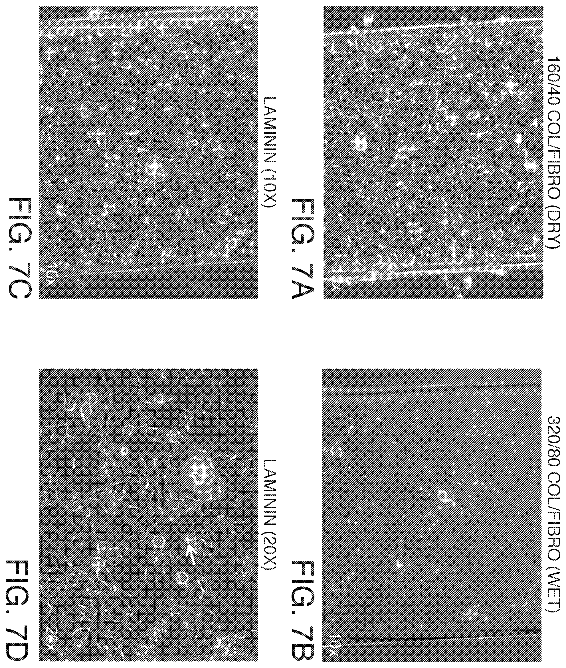 Patent US12378519 Figure 7 – Microfluidic model of the blood brain barrier