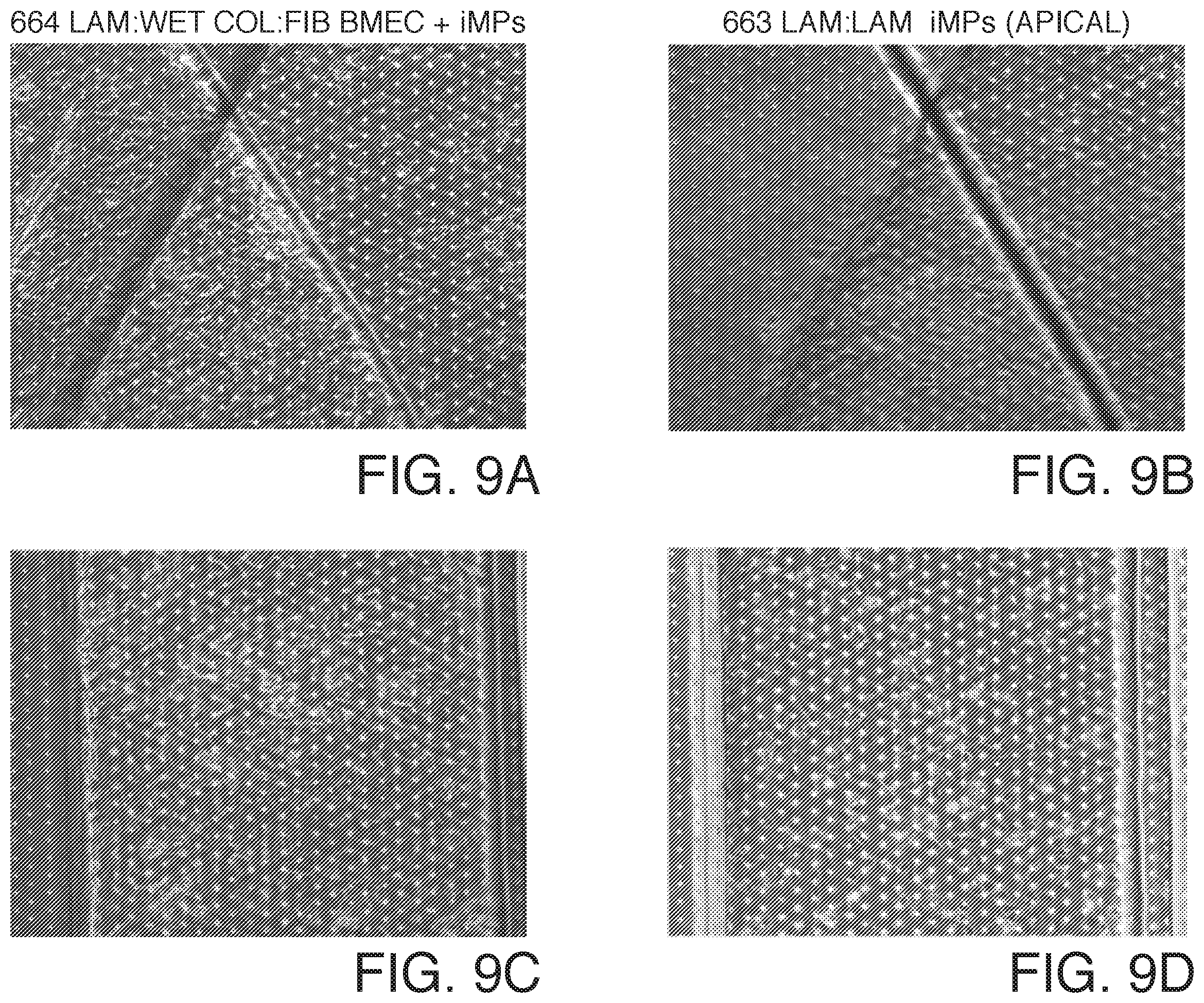 Patent US12378519 Figure 9 – Microfluidic model of the blood brain barrier