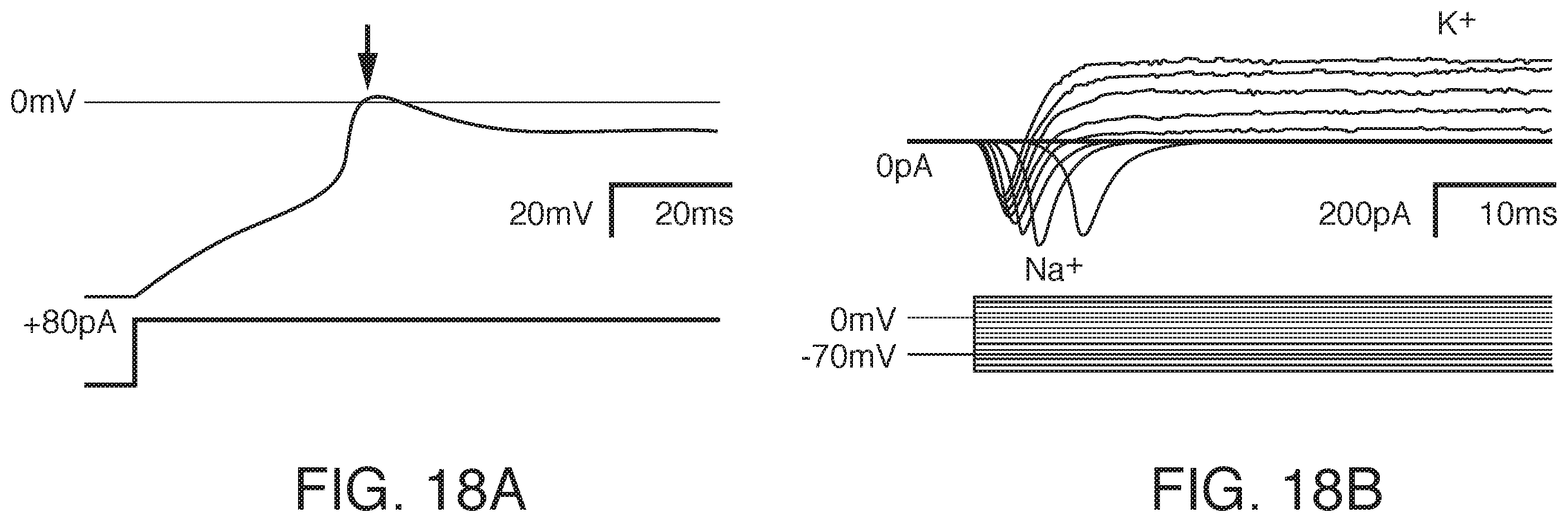Patent US12378519 Figure 20 – Microfluidic model of the blood brain barrier