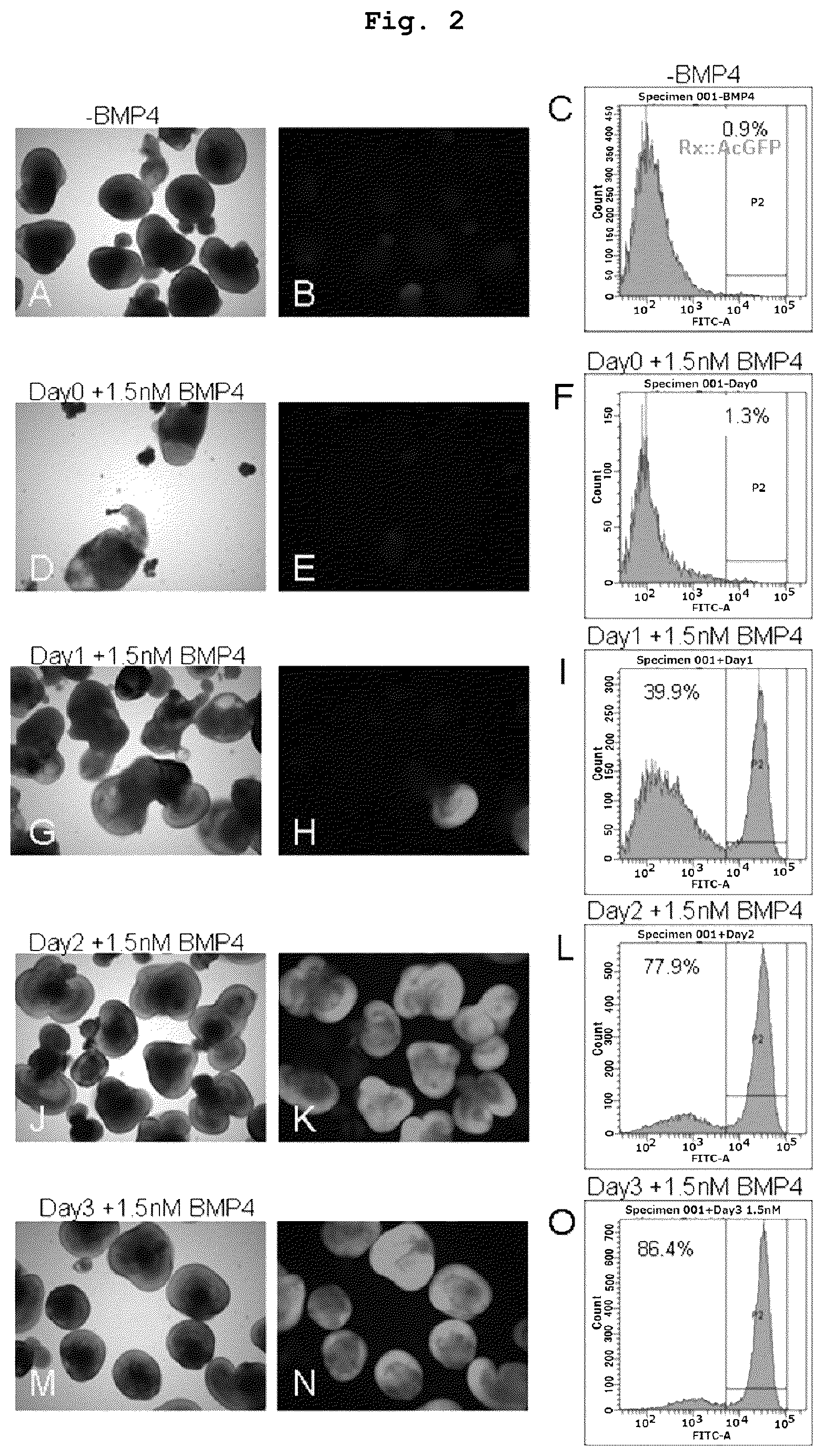 Patent US12378520 Figure 2 – Method for producing retinal tissue and retina-related cells