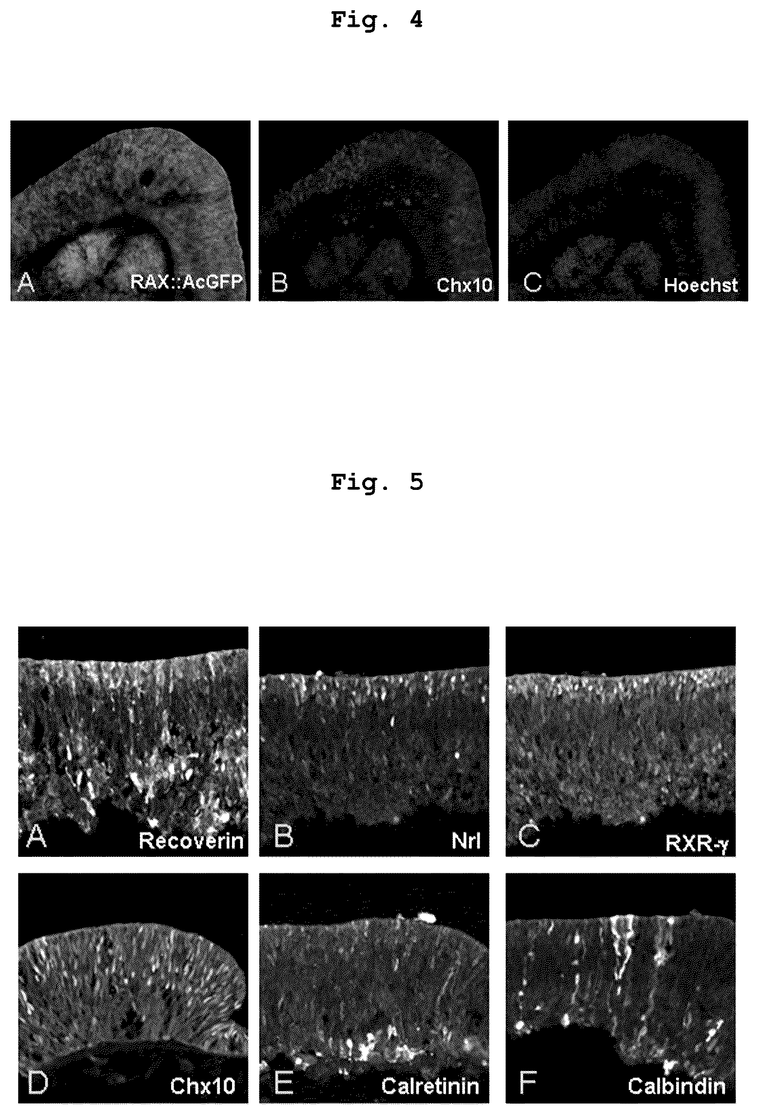 Patent US12378520 Figure 4 – Method for producing retinal tissue and retina-related cells