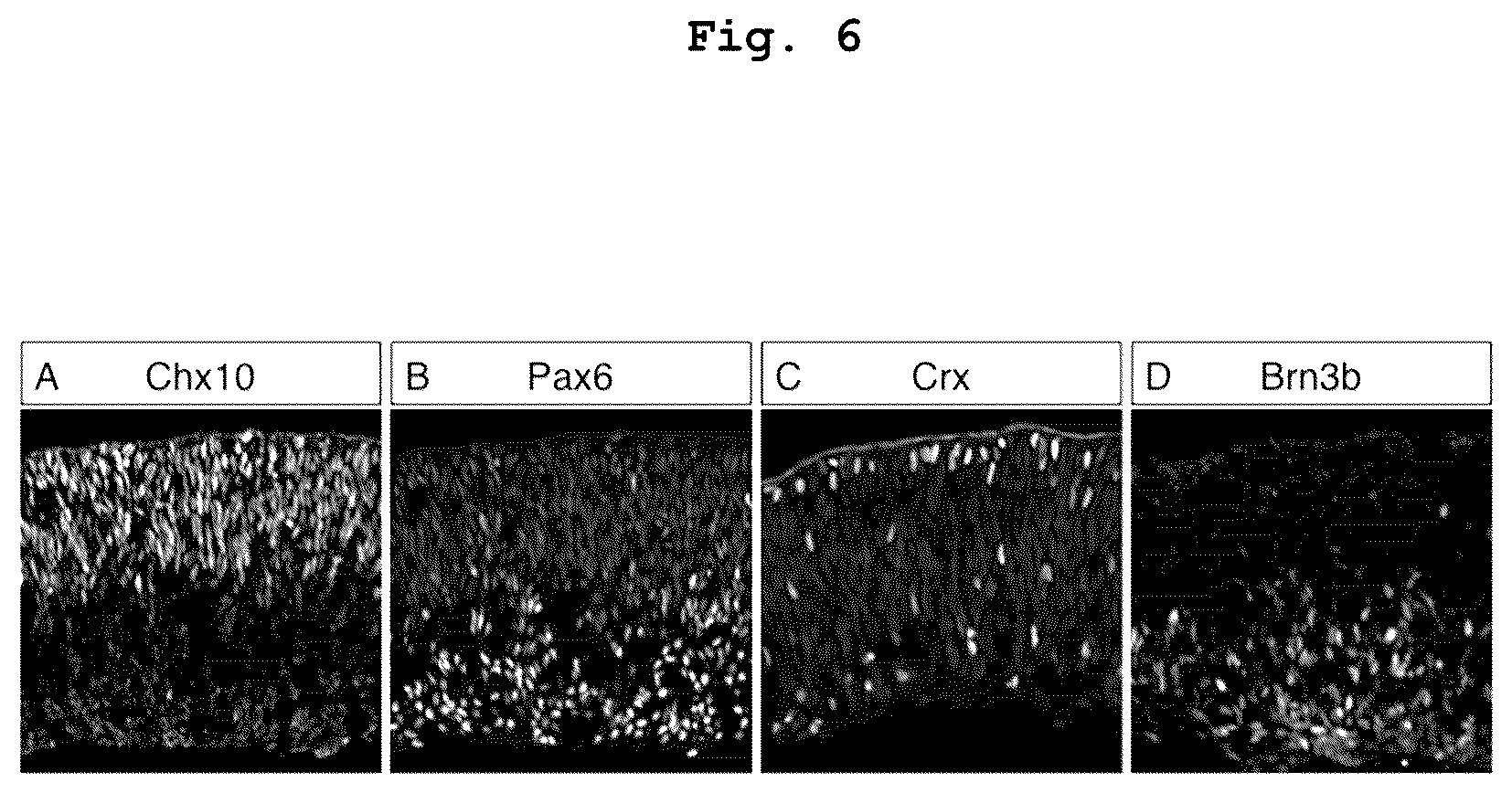 Patent US12378520 Figure 5 – Method for producing retinal tissue and retina-related cells