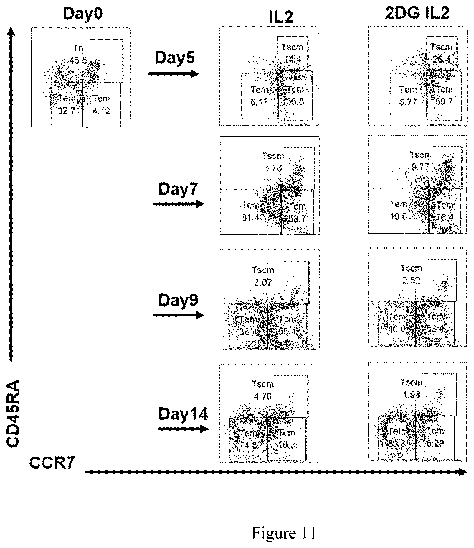 Patent US12378521 Figure 12 – Method for enhancing production of genetically engineered autologous T cells