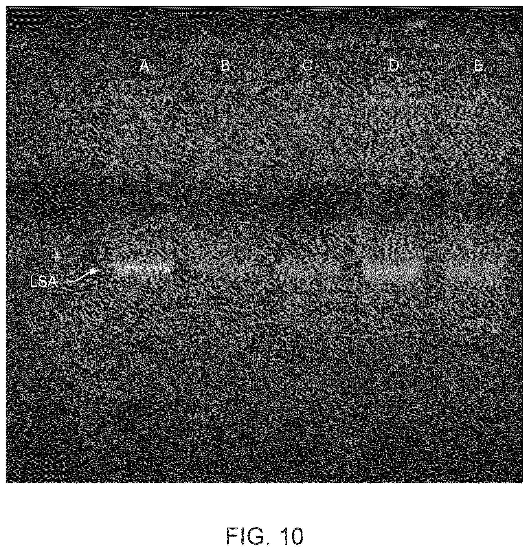 Patent US12378522 Figure 10 – Cell therapy compositions and methods of use thereof