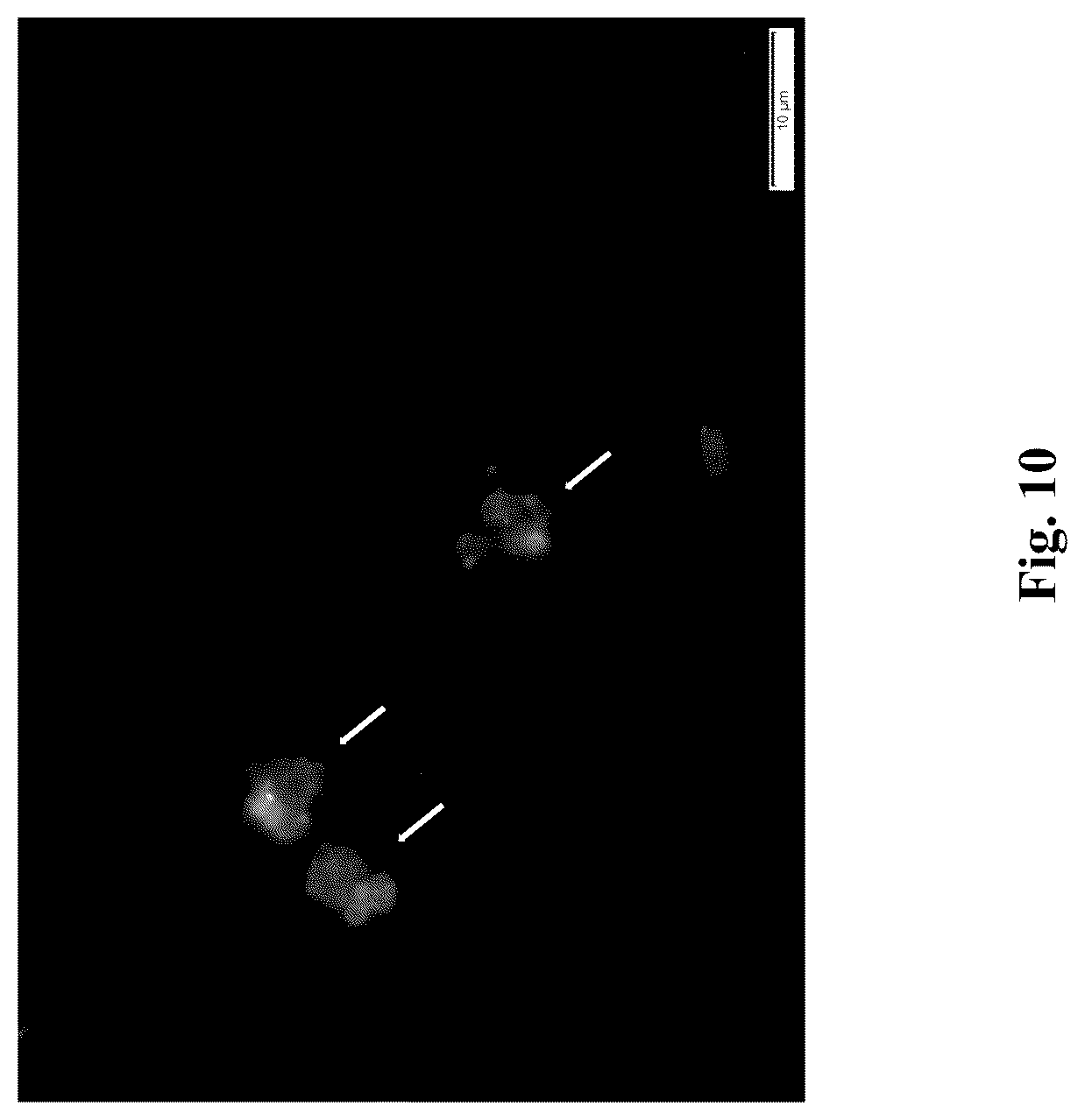Patent US12378523 Figure 10 – Platelets as delivery agents
