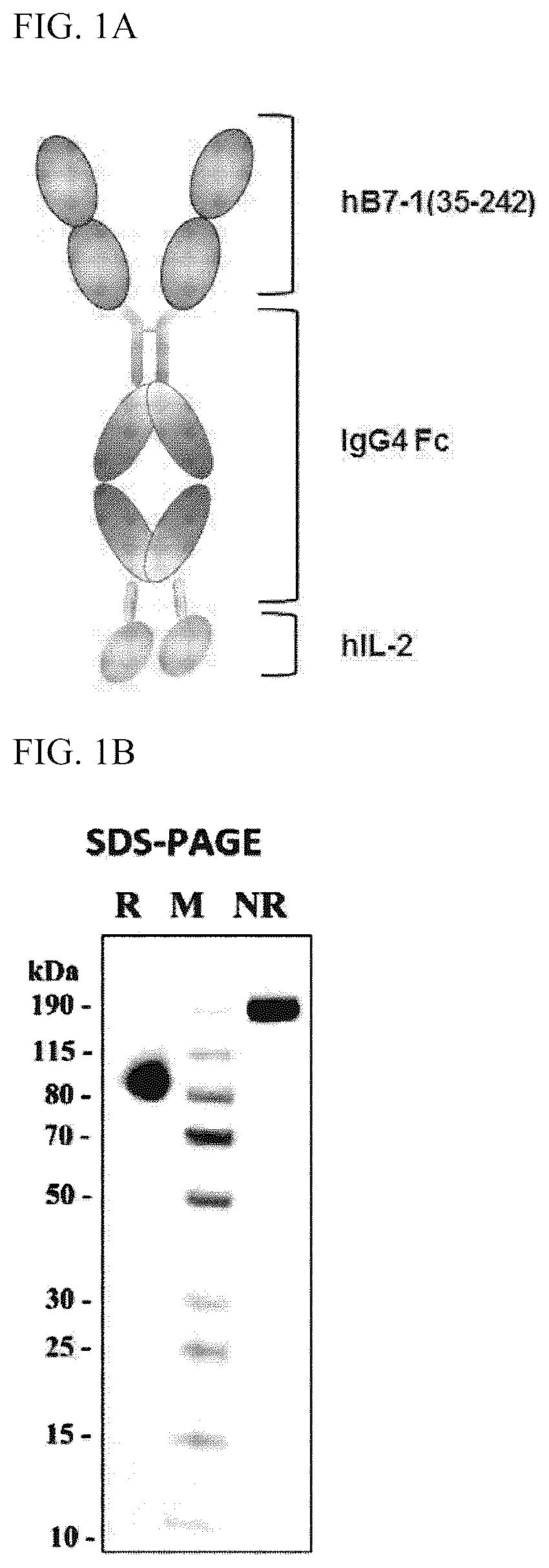 Patent US12378526 Figure 1 – Composition for culturing natural killer cells and method for preparing natural killer cells by using same