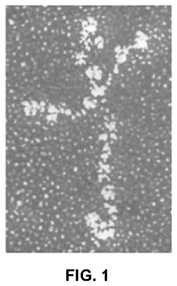 Patent US12378527 Figure 1 – Differentiation of pluripotent stem cells using laminins LN-511, LN-521 and LN-221