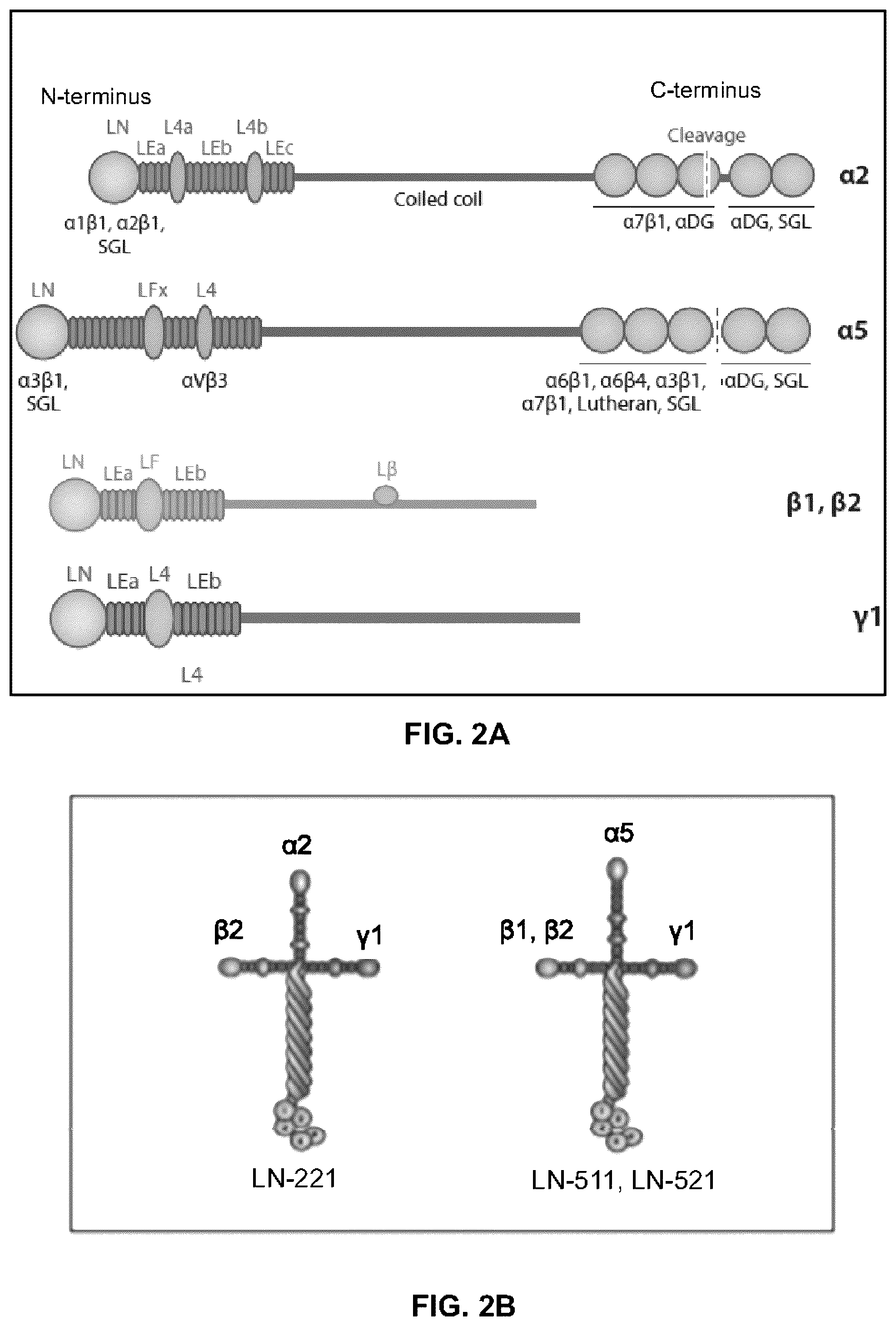 Patent US12378527 Figure 2 – Differentiation of pluripotent stem cells using laminins LN-511, LN-521 and LN-221
