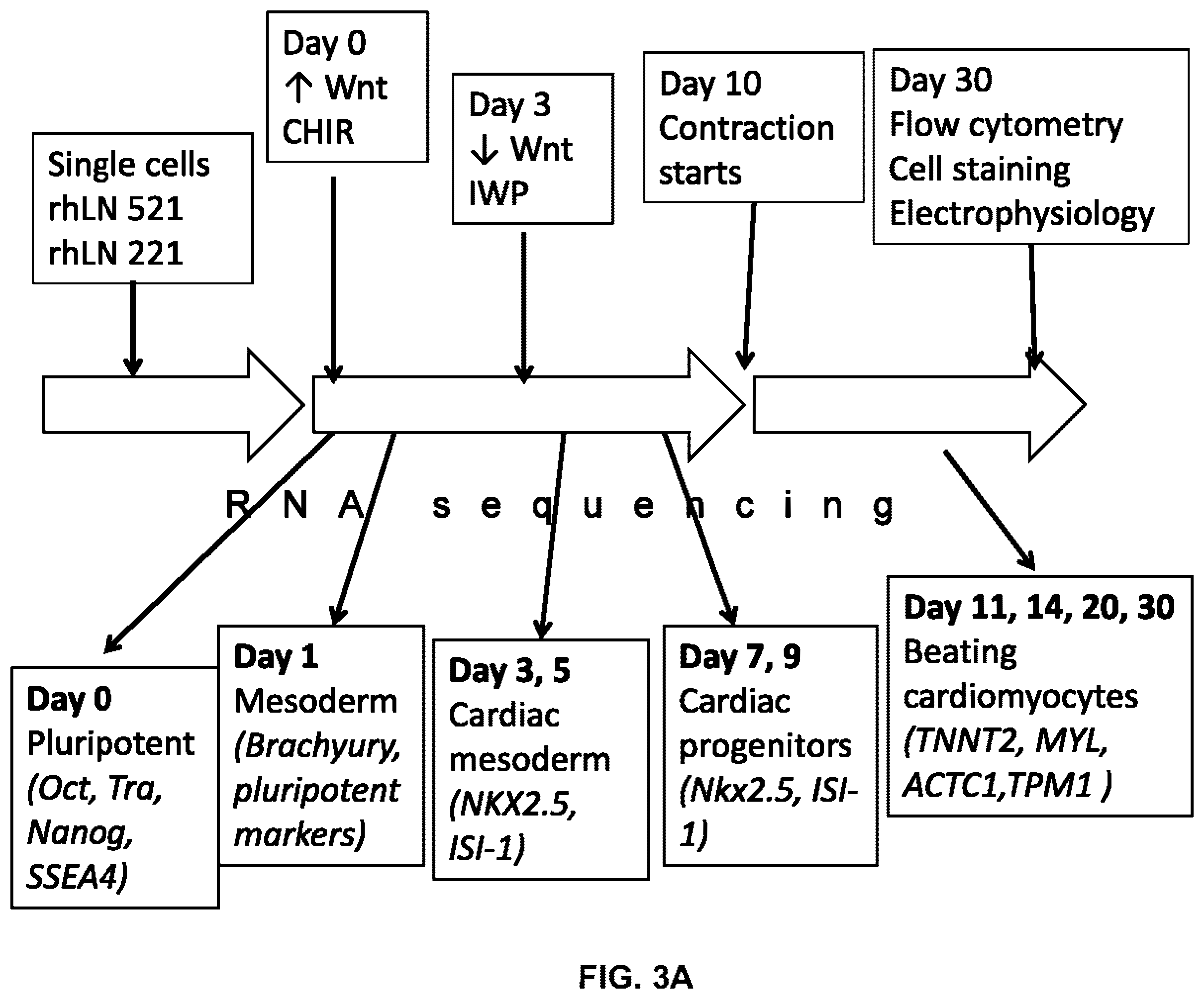Patent US12378527 Figure 3 – Differentiation of pluripotent stem cells using laminins LN-511, LN-521 and LN-221