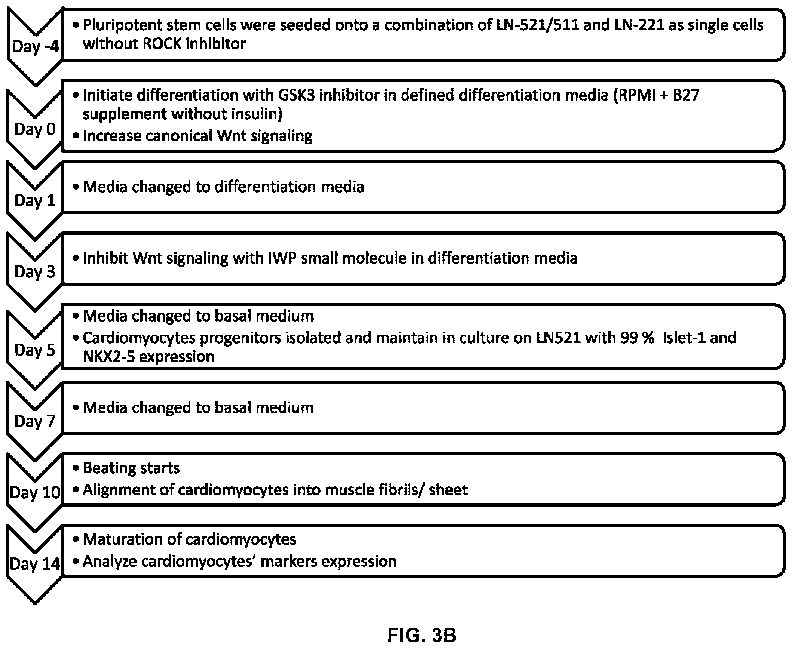 Patent US12378527 Figure 4 – Differentiation of pluripotent stem cells using laminins LN-511, LN-521 and LN-221