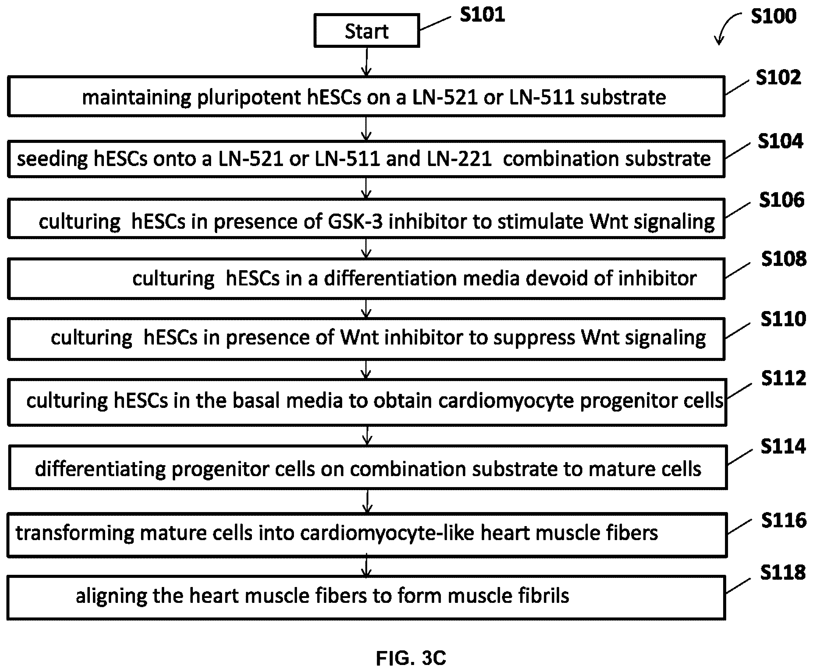 Patent US12378527 Figure 5 – Differentiation of pluripotent stem cells using laminins LN-511, LN-521 and LN-221