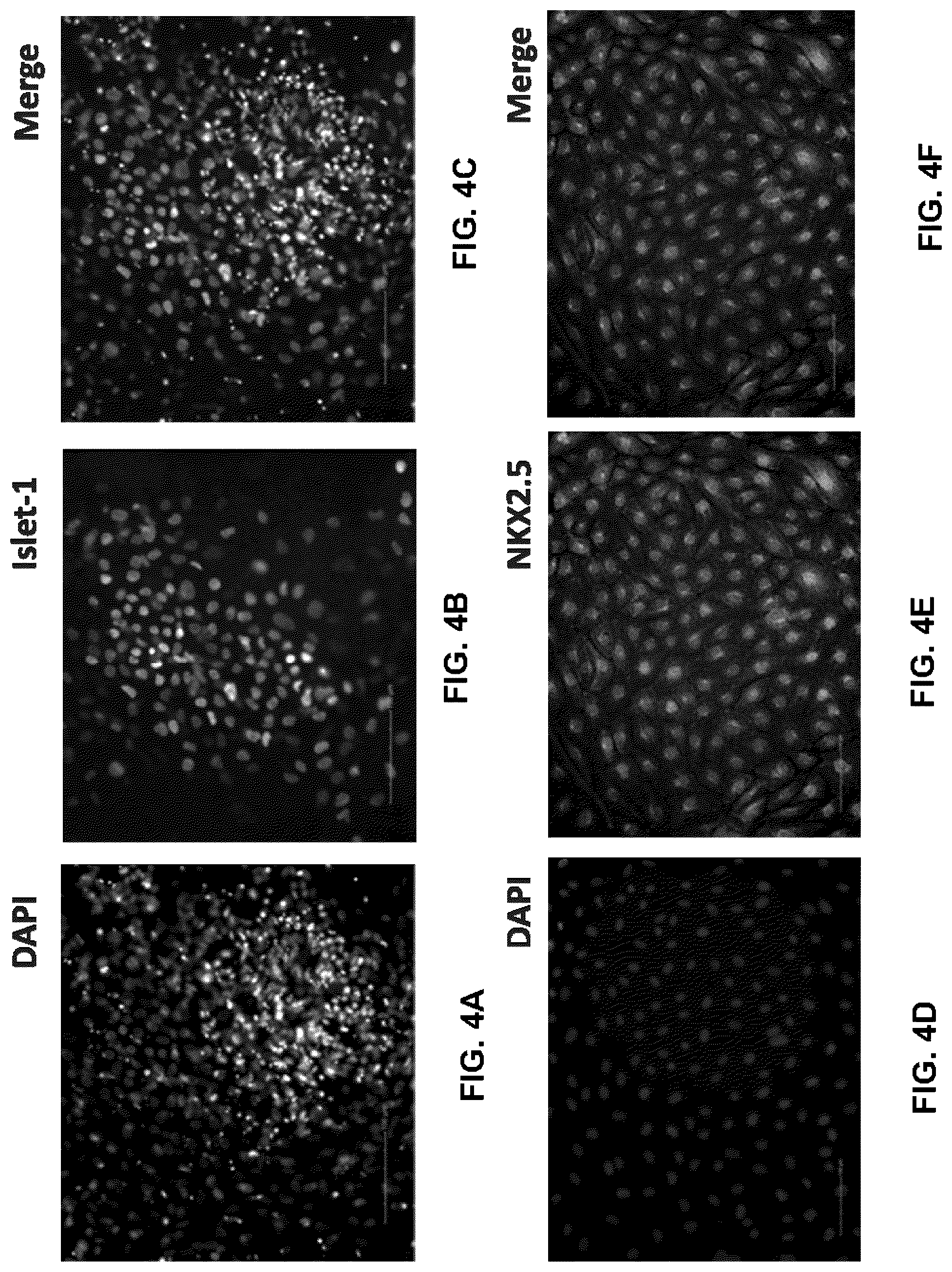 Patent US12378527 Figure 6 – Differentiation of pluripotent stem cells using laminins LN-511, LN-521 and LN-221