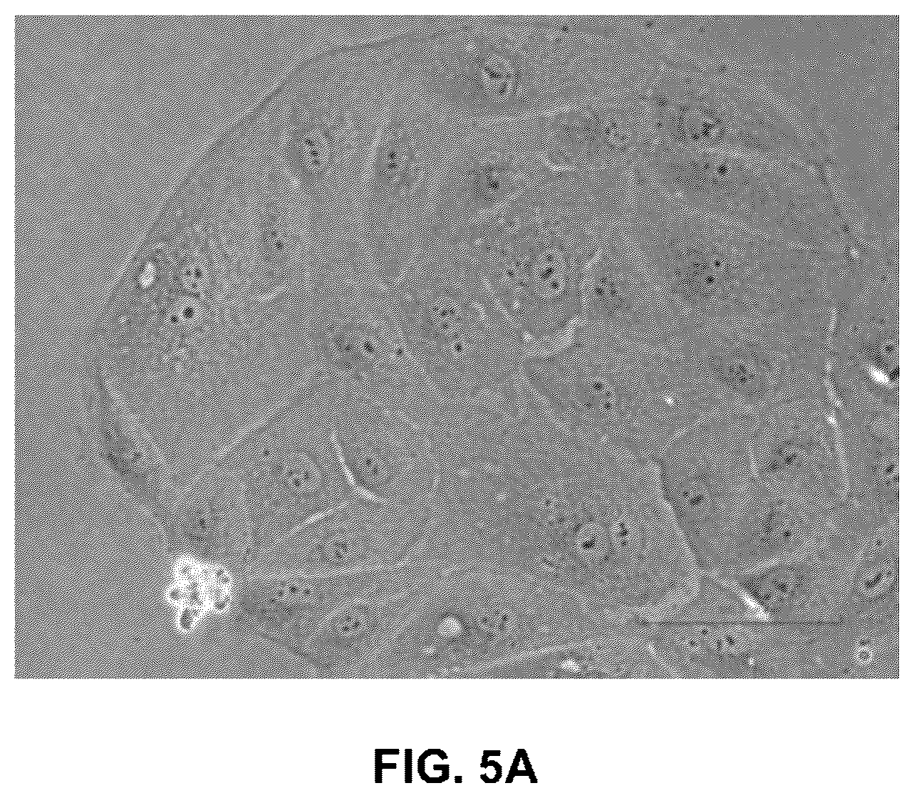 Patent US12378527 Figure 7 – Differentiation of pluripotent stem cells using laminins LN-511, LN-521 and LN-221