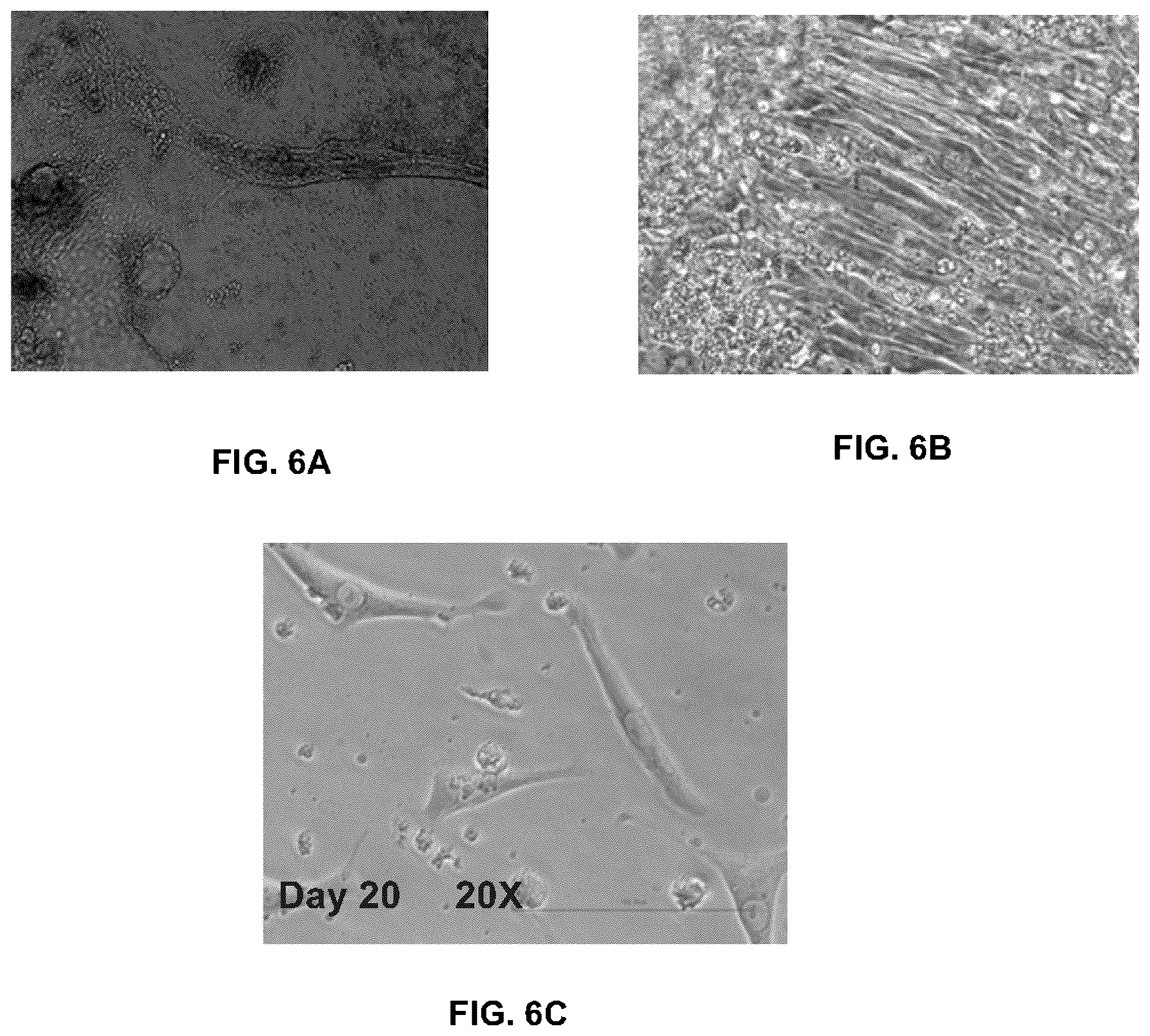 Patent US12378527 Figure 9 – Differentiation of pluripotent stem cells using laminins LN-511, LN-521 and LN-221