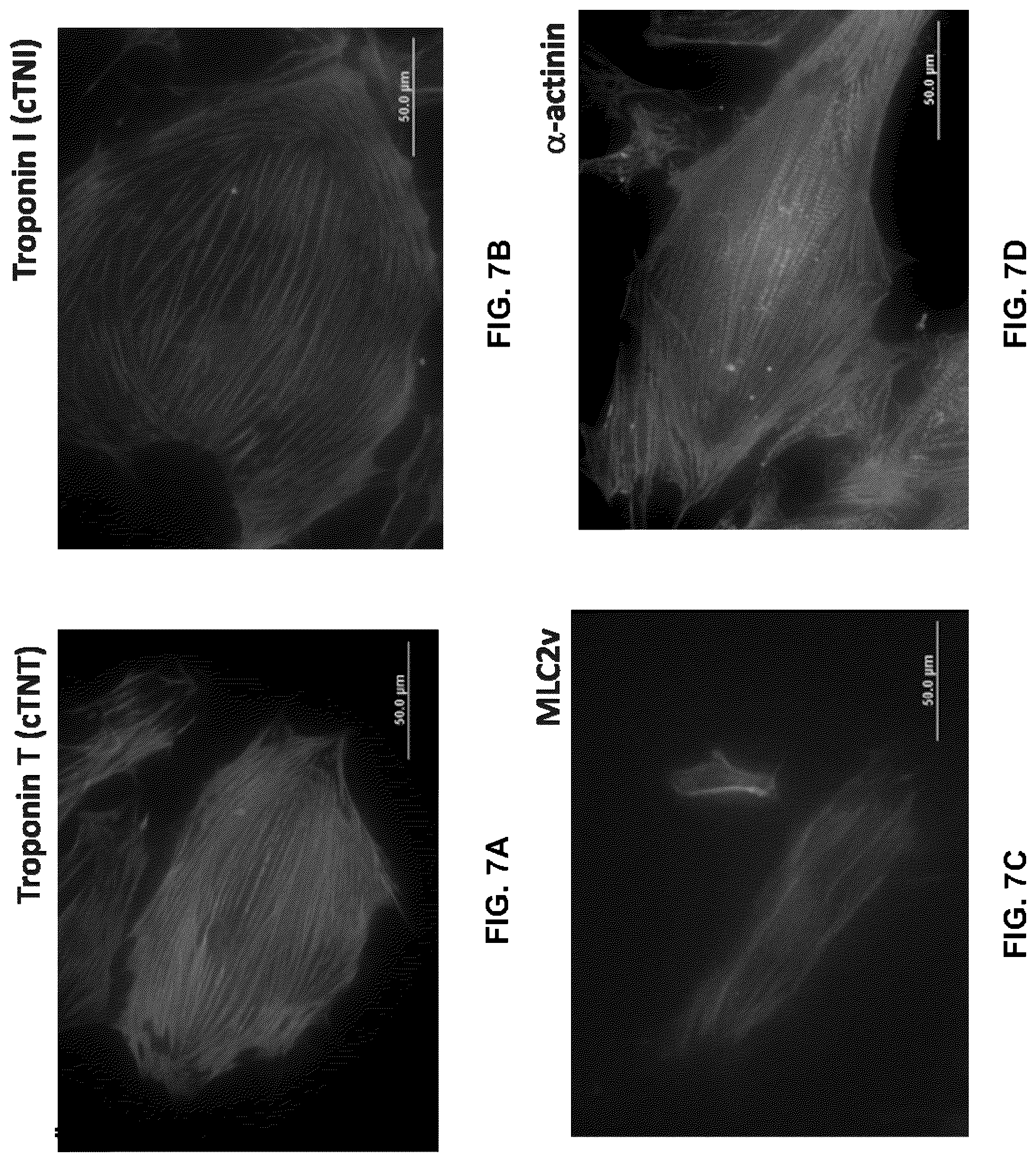 Patent US12378527 Figure 10 – Differentiation of pluripotent stem cells using laminins LN-511, LN-521 and LN-221