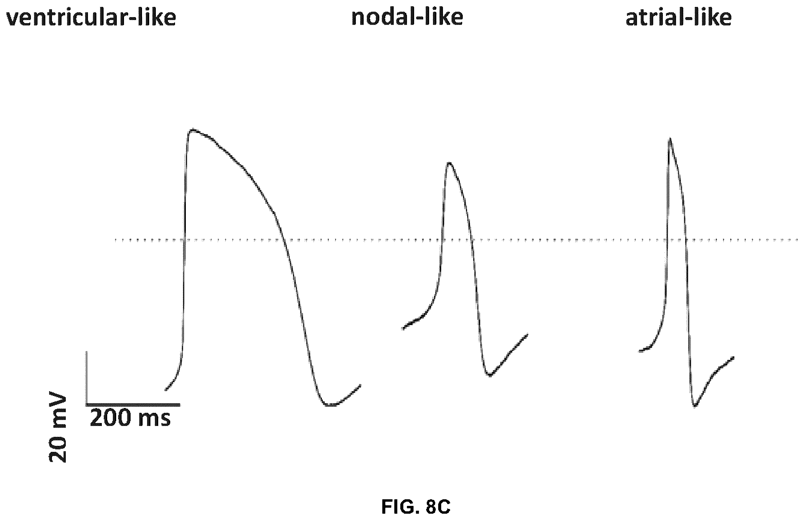 Patent US12378527 Figure 12 – Differentiation of pluripotent stem cells using laminins LN-511, LN-521 and LN-221