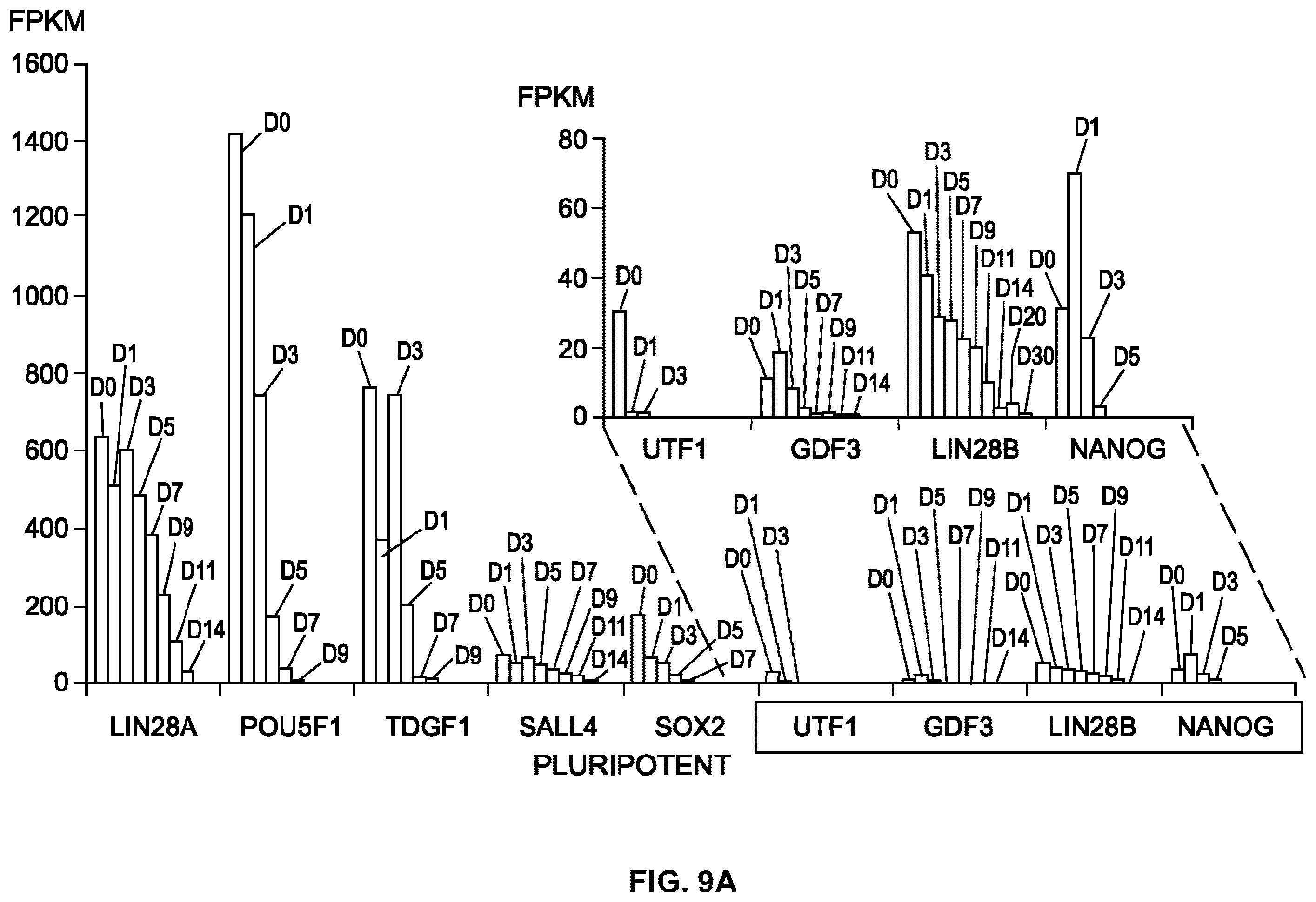 Patent US12378527 Figure 13 – Differentiation of pluripotent stem cells using laminins LN-511, LN-521 and LN-221