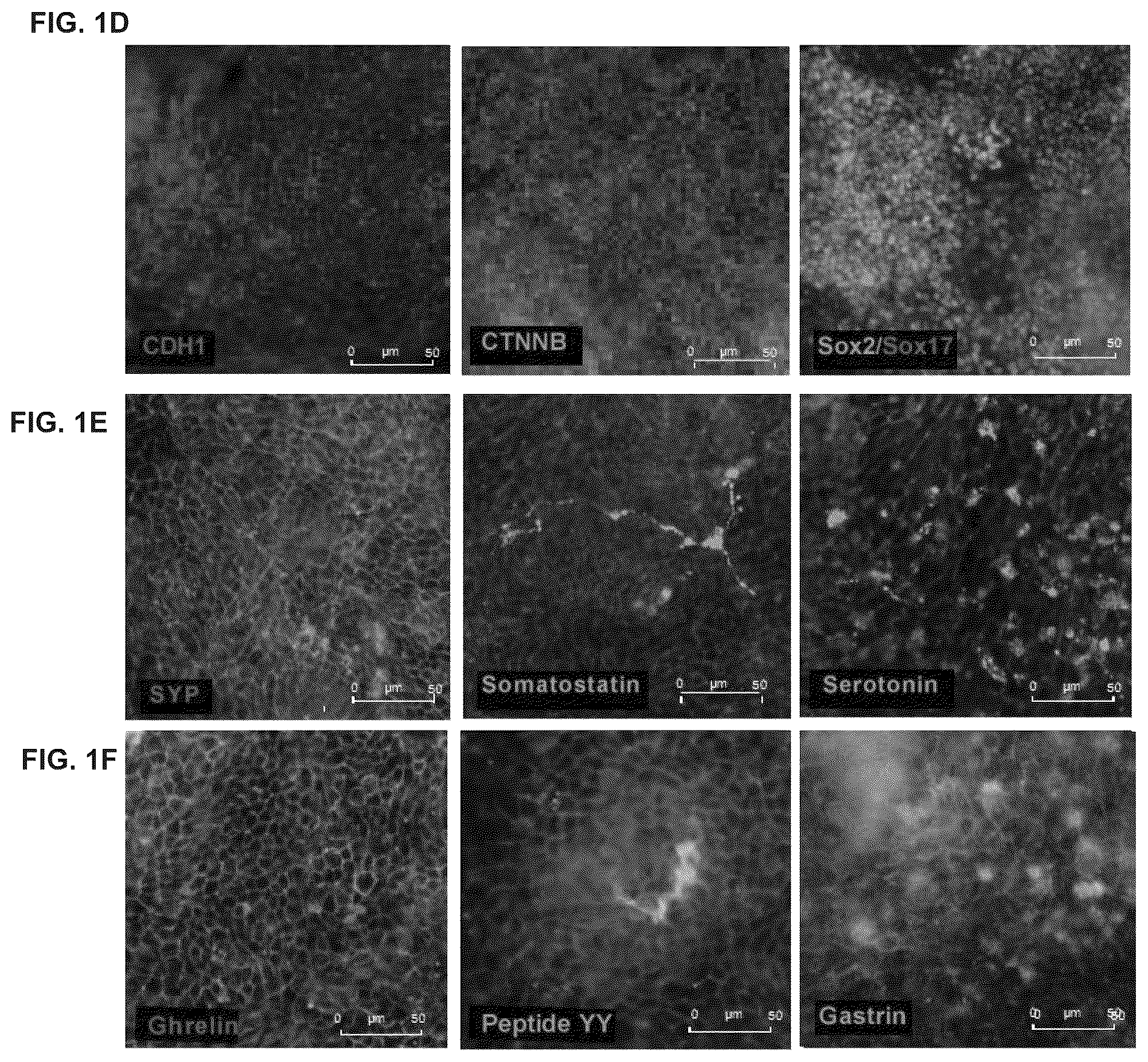 Patent US12378528 Figure 2 – Systems and methods for growth of intestinal cells in microfluidic devices