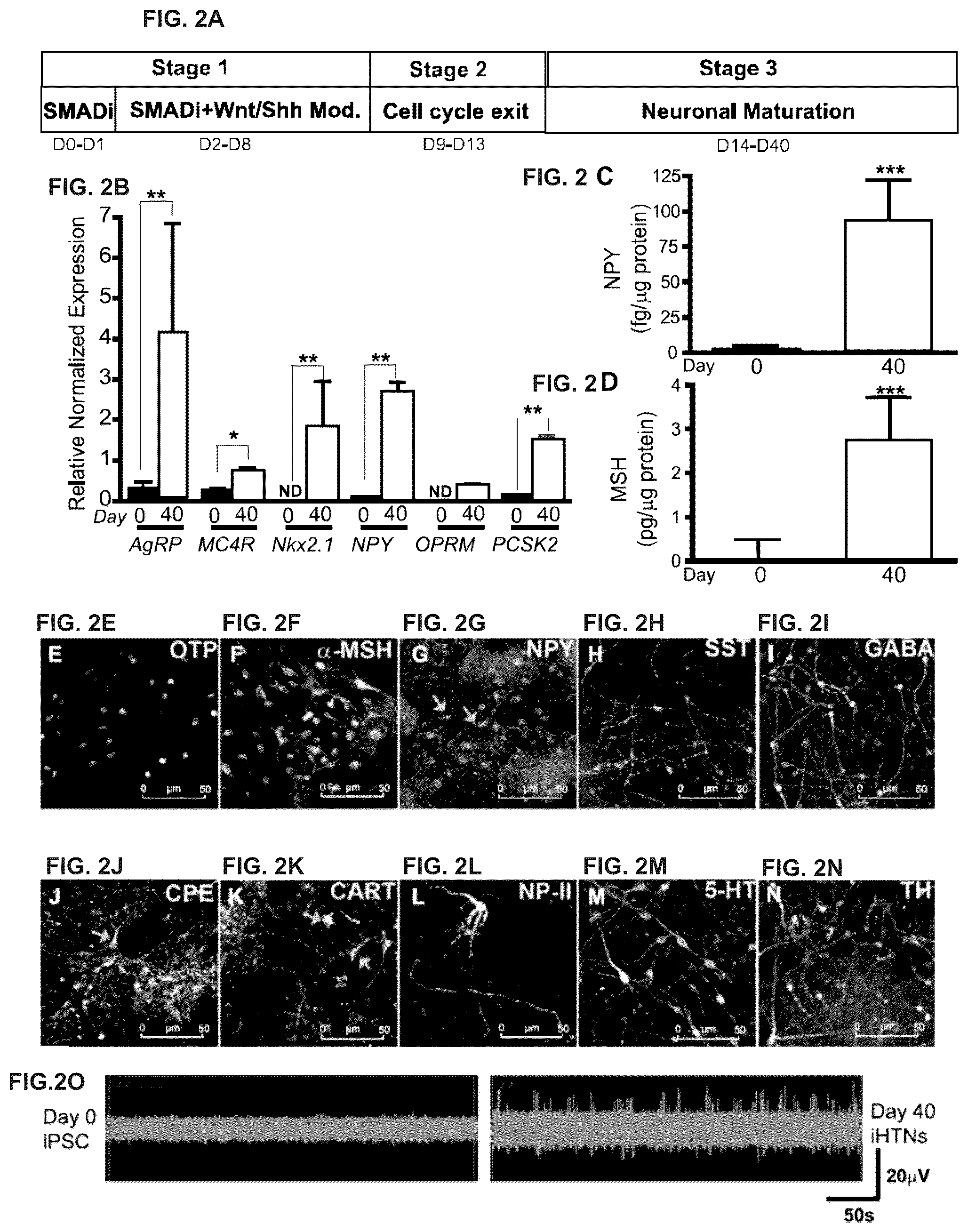 Patent US12378528 Figure 3 – Systems and methods for growth of intestinal cells in microfluidic devices