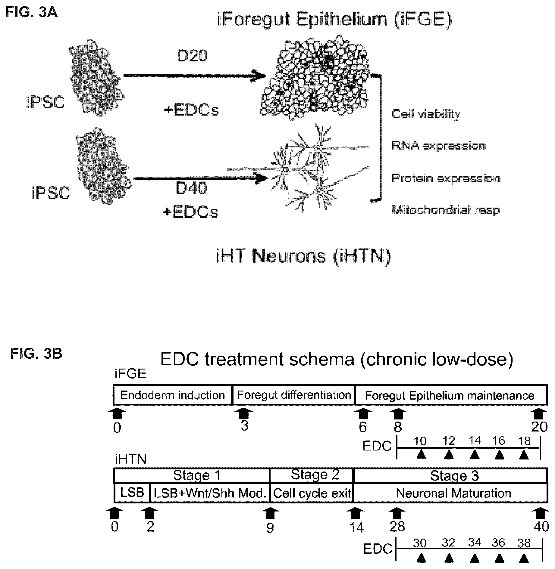 Patent US12378528 Figure 4 – Systems and methods for growth of intestinal cells in microfluidic devices