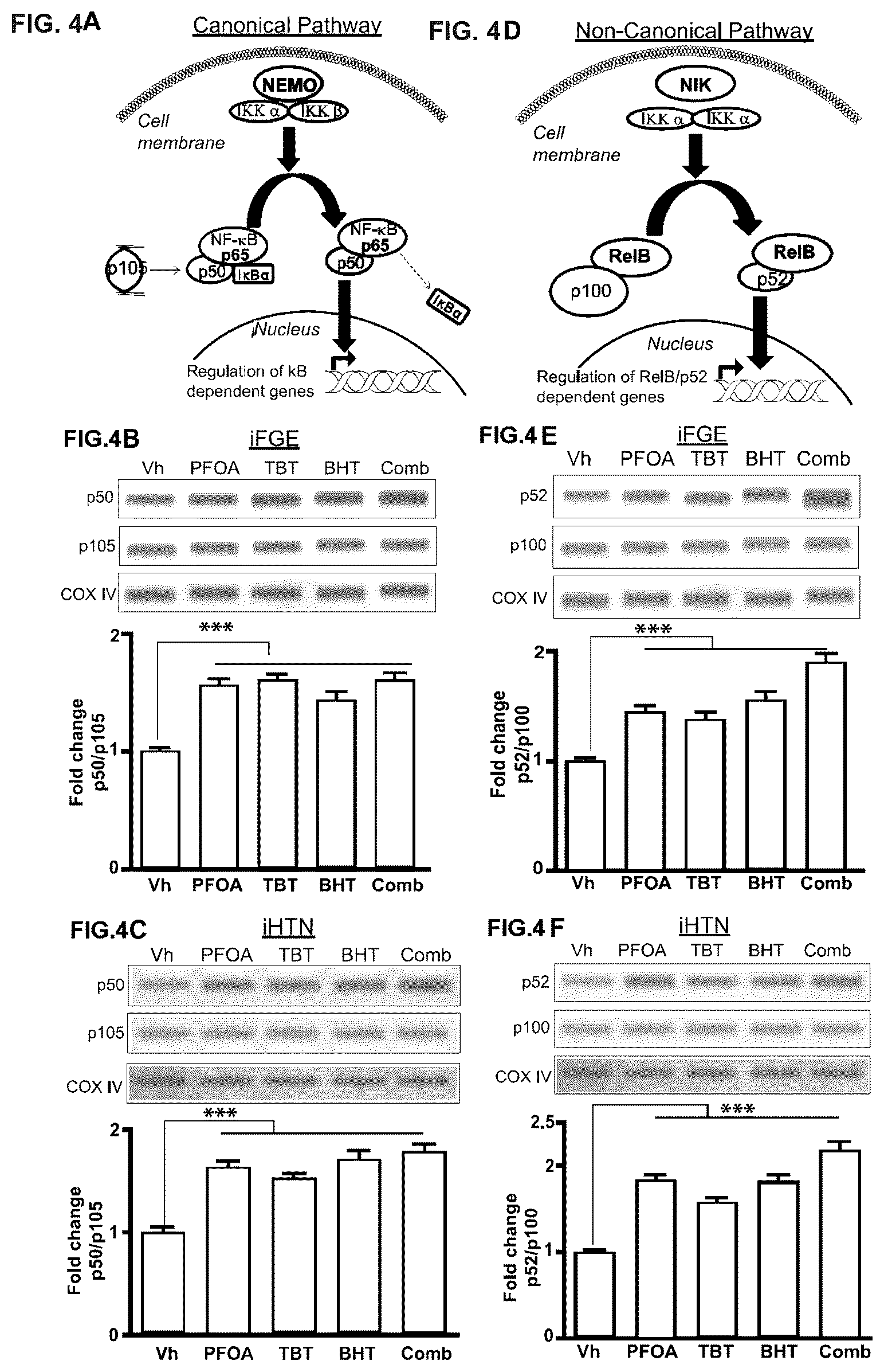 Patent US12378528 Figure 6 – Systems and methods for growth of intestinal cells in microfluidic devices