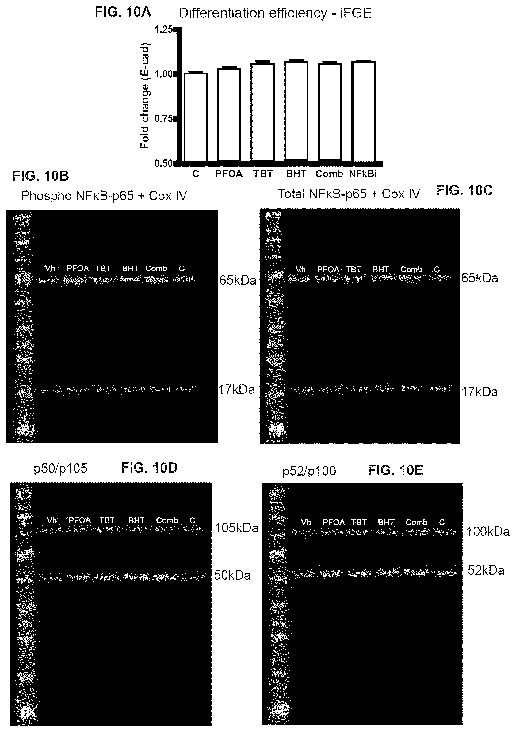 Patent US12378528 Figure 13 – Systems and methods for growth of intestinal cells in microfluidic devices