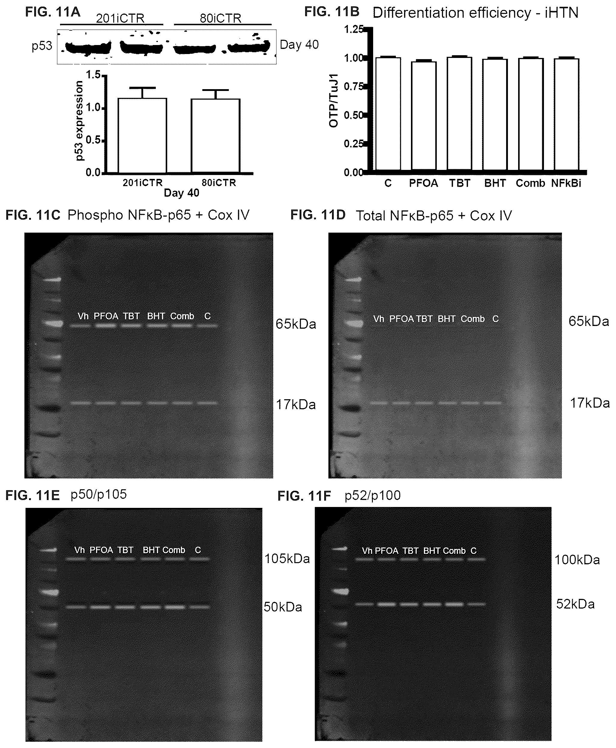 Patent US12378528 Figure 14 – Systems and methods for growth of intestinal cells in microfluidic devices