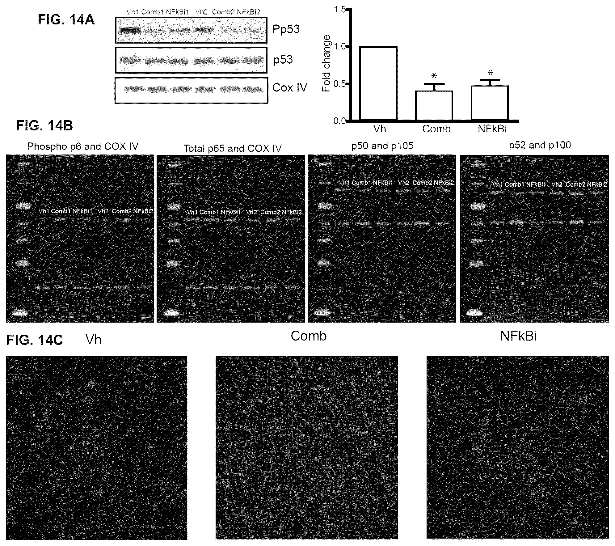Patent US12378528 Figure 17 – Systems and methods for growth of intestinal cells in microfluidic devices