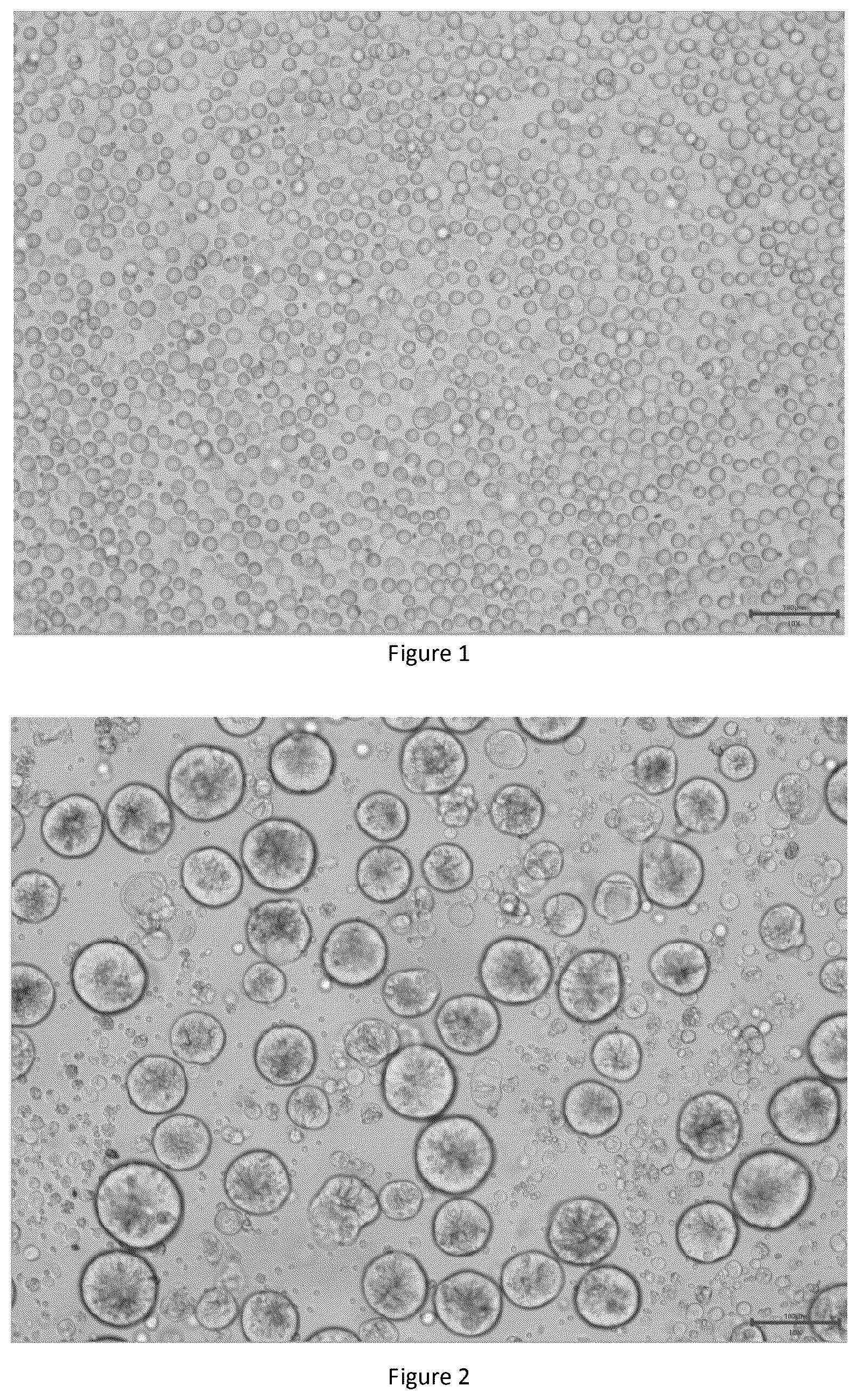 Patent US12378529 Figure 1 – Method for culturing colorectal cancer solid tumor primary cells and colorectal cancer ascites primary tumor cells and supporting reagents