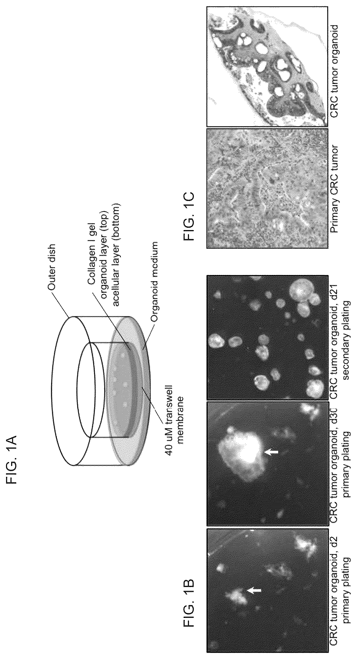 Patent US12378530 Figure 1 – Methods to preserve tumor-stromal interactions in culture and therapeutic predictive applications thereof