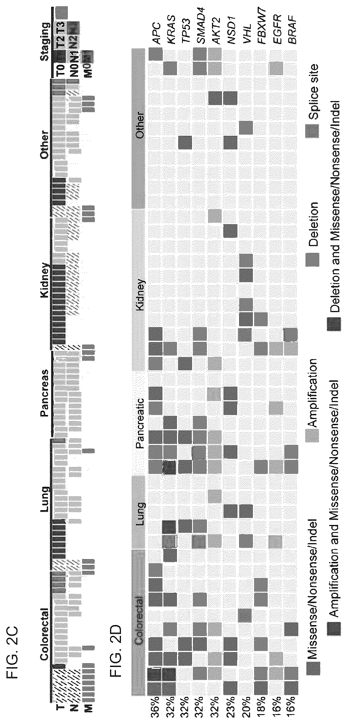 Patent US12378530 Figure 4 – Methods to preserve tumor-stromal interactions in culture and therapeutic predictive applications thereof