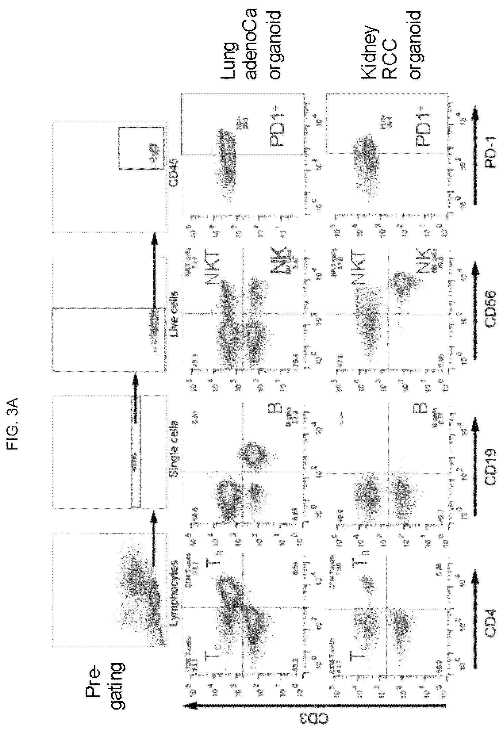 Patent US12378530 Figure 5 – Methods to preserve tumor-stromal interactions in culture and therapeutic predictive applications thereof