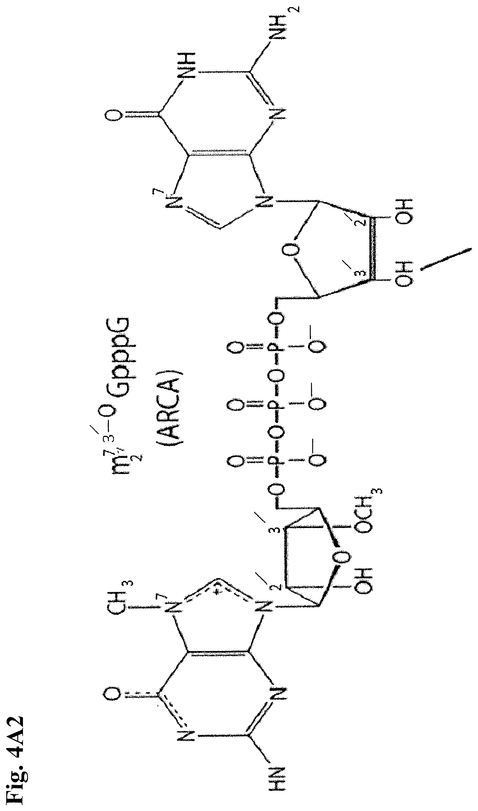 Patent US12378531 Figure 7 – Use of RNA for reprogramming somatic cells
