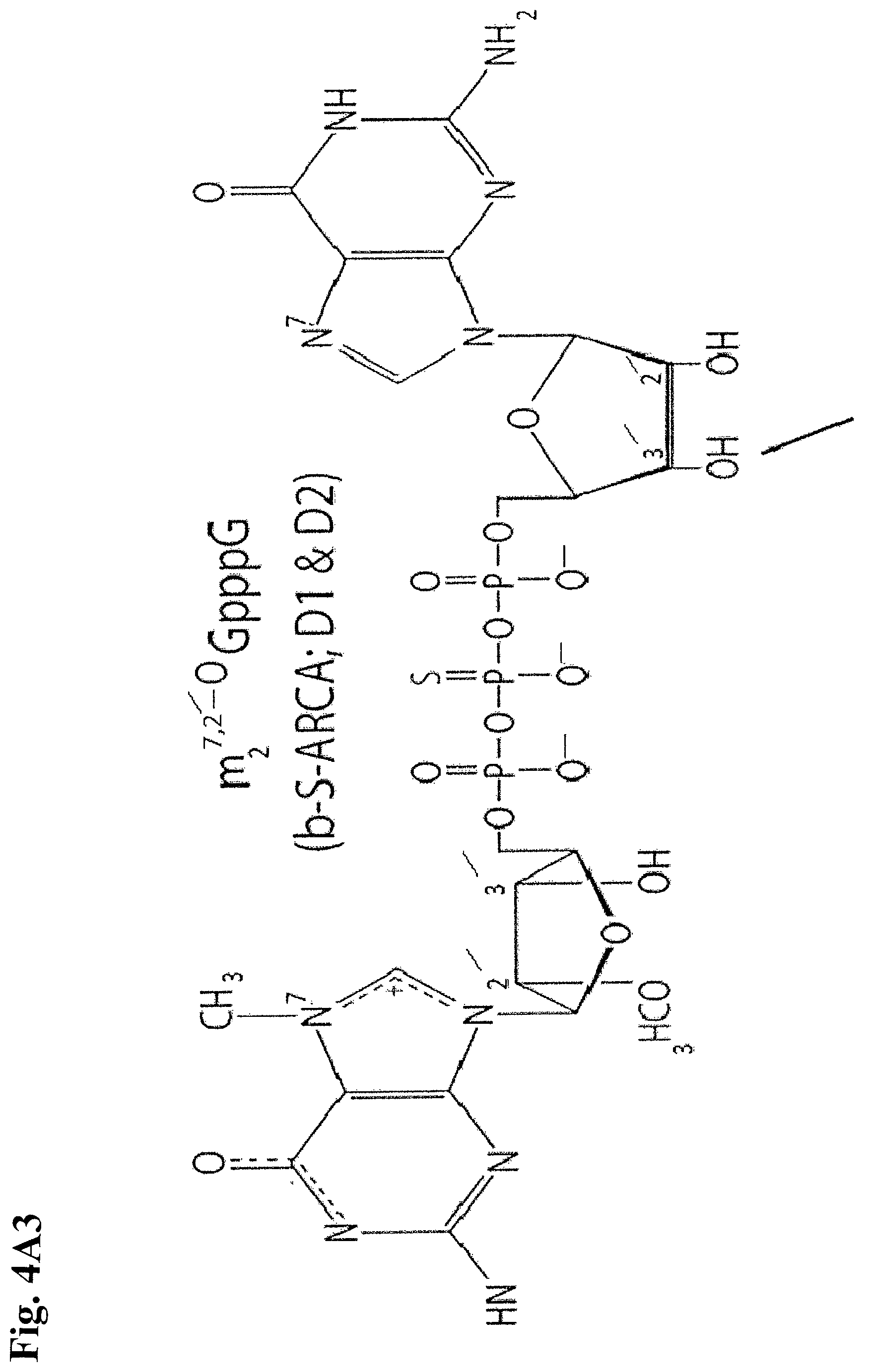Patent US12378531 Figure 8 – Use of RNA for reprogramming somatic cells