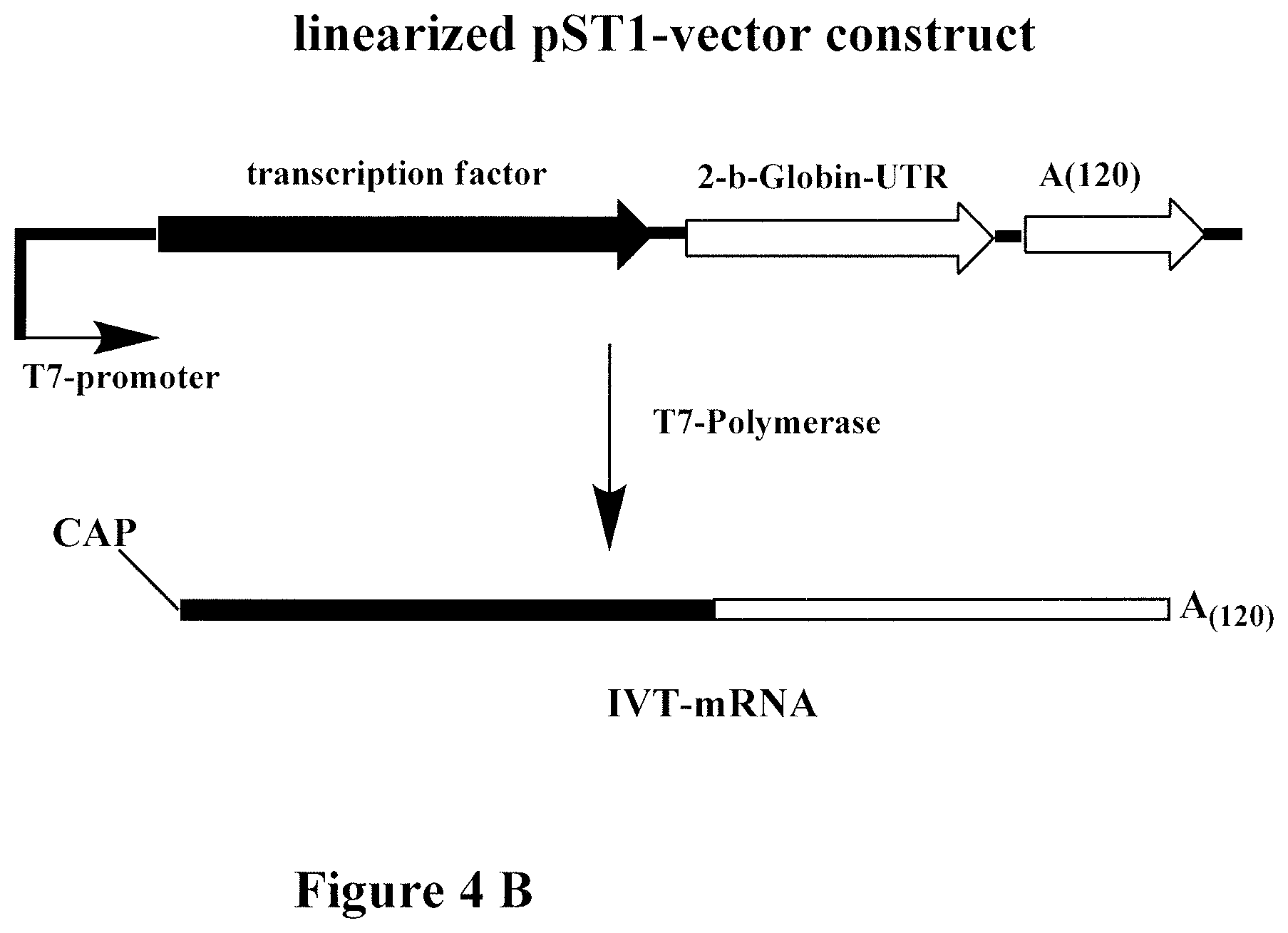 Patent US12378531 Figure 9 – Use of RNA for reprogramming somatic cells