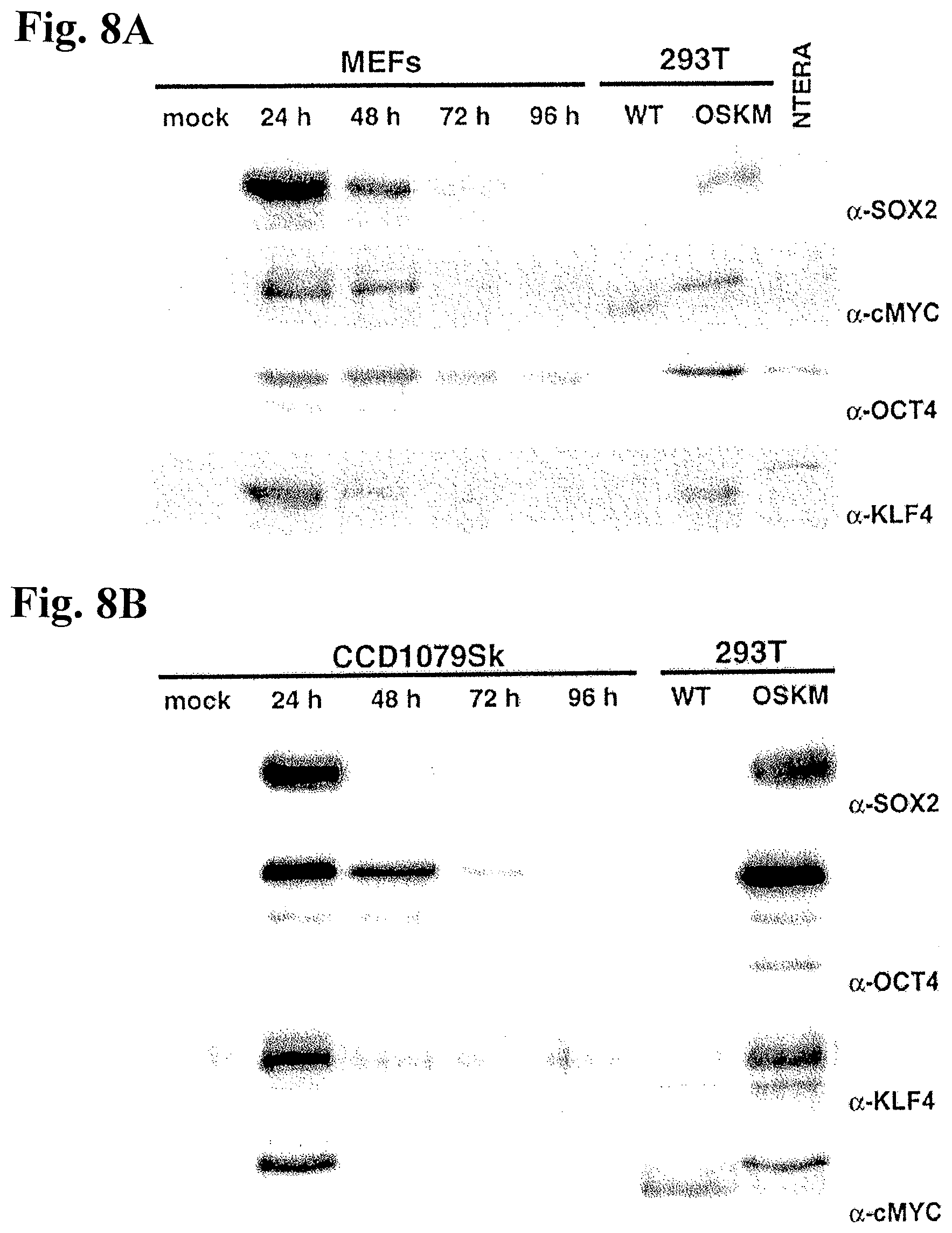 Patent US12378531 Figure 13 – Use of RNA for reprogramming somatic cells