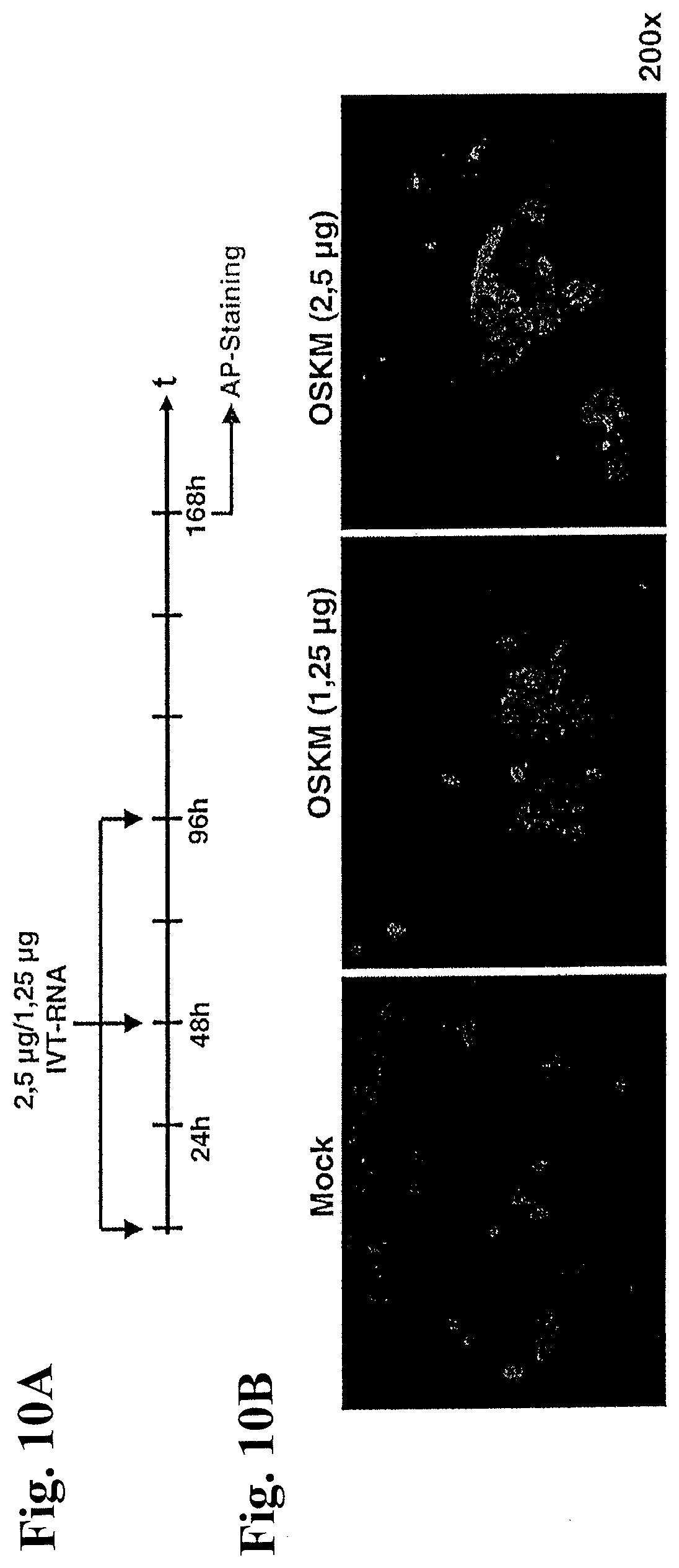 Patent US12378531 Figure 15 – Use of RNA for reprogramming somatic cells