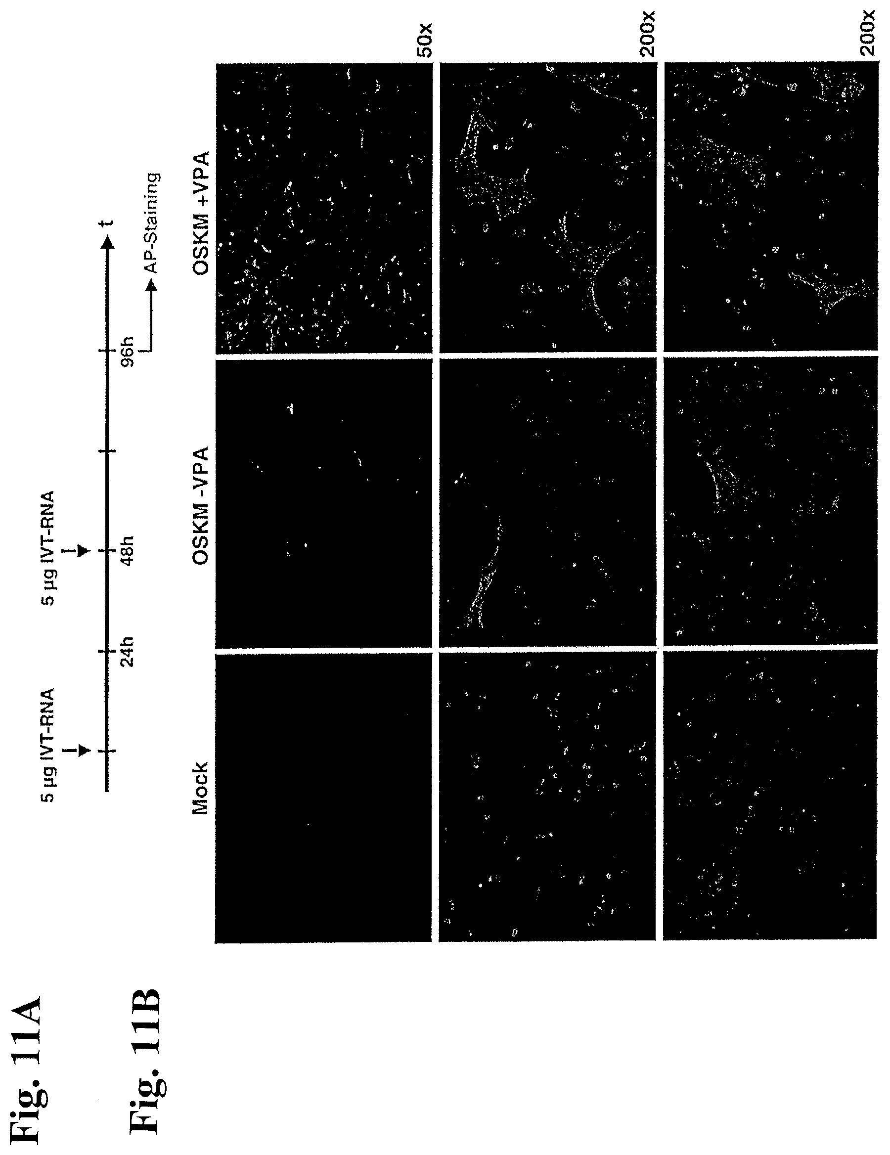 Patent US12378531 Figure 16 – Use of RNA for reprogramming somatic cells