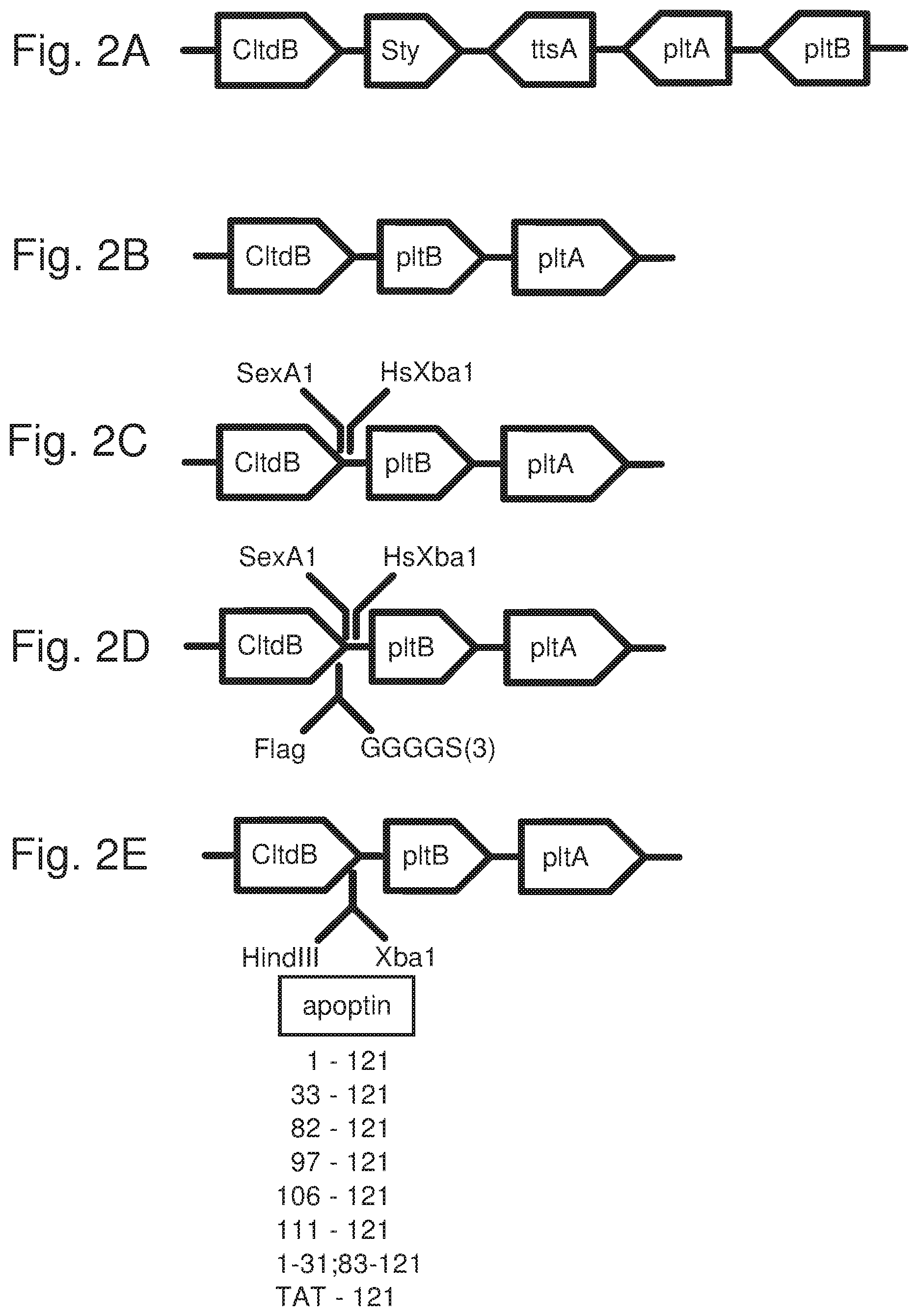 Patent US12378536 Figure 2 – Chimeric protein toxins for expression by therapeutic bacteria