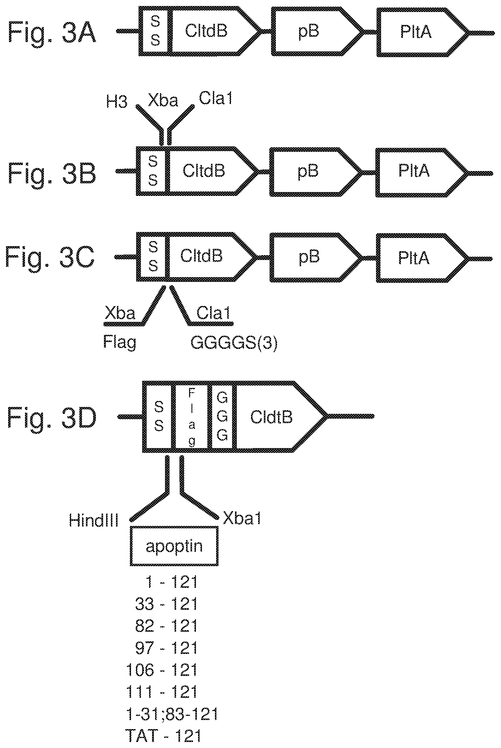 Patent US12378536 Figure 3 – Chimeric protein toxins for expression by therapeutic bacteria