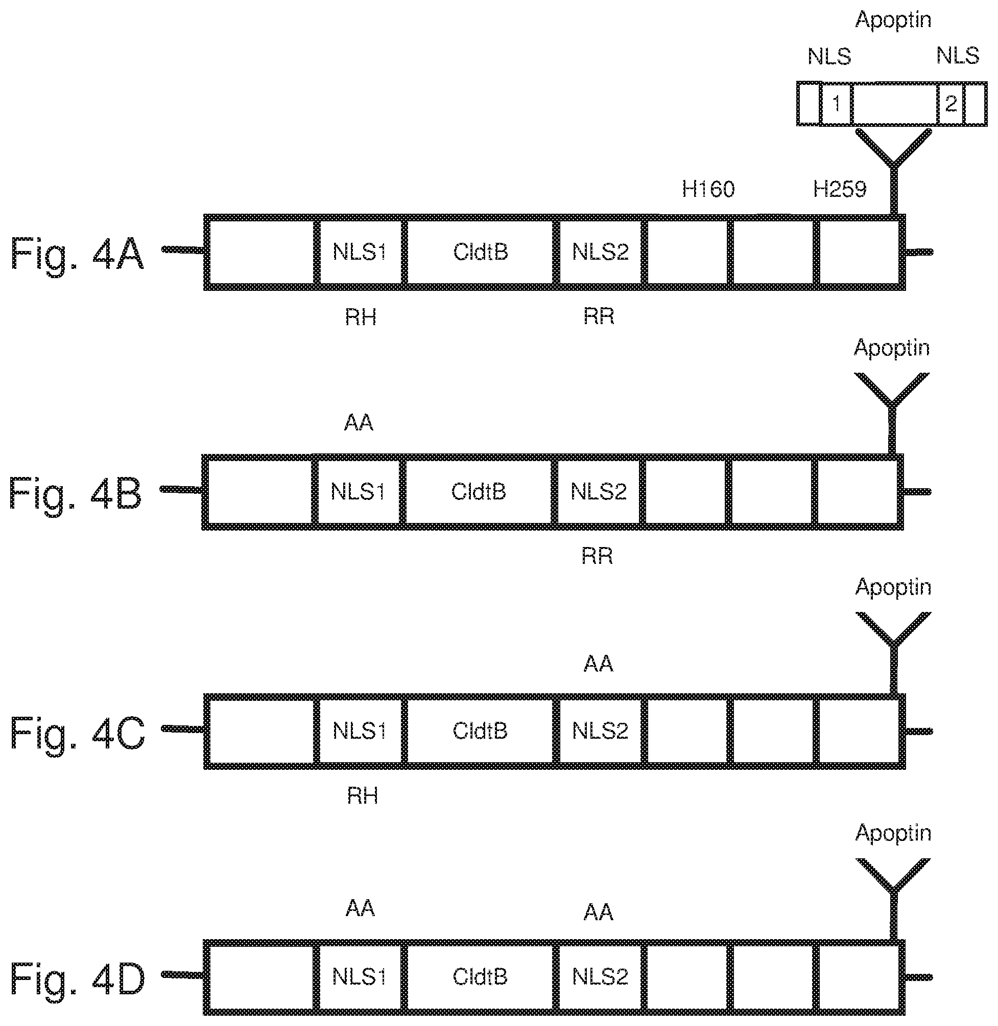 Patent US12378536 Figure 4 – Chimeric protein toxins for expression by therapeutic bacteria