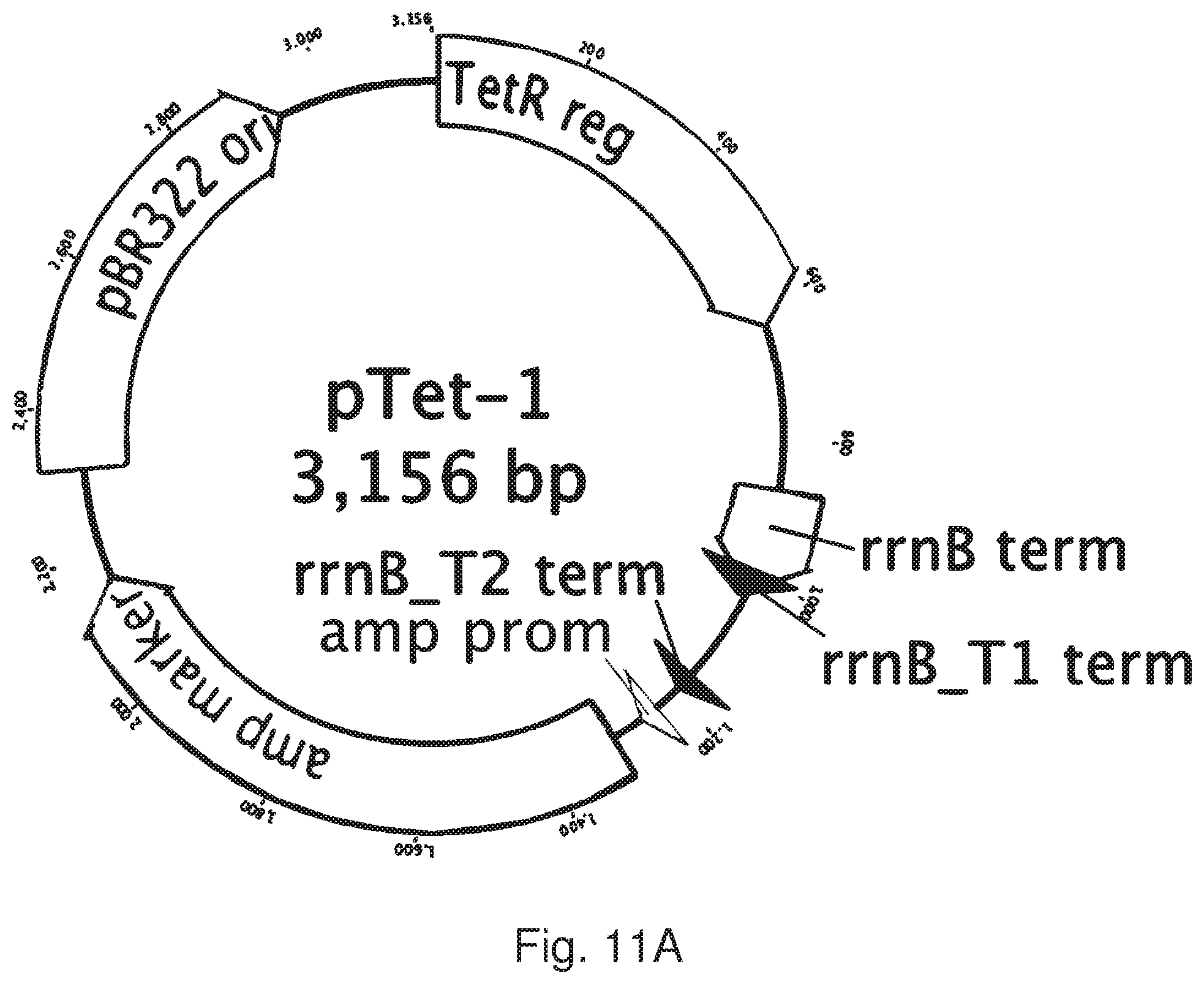Patent US12378536 Figure 12 – Chimeric protein toxins for expression by therapeutic bacteria