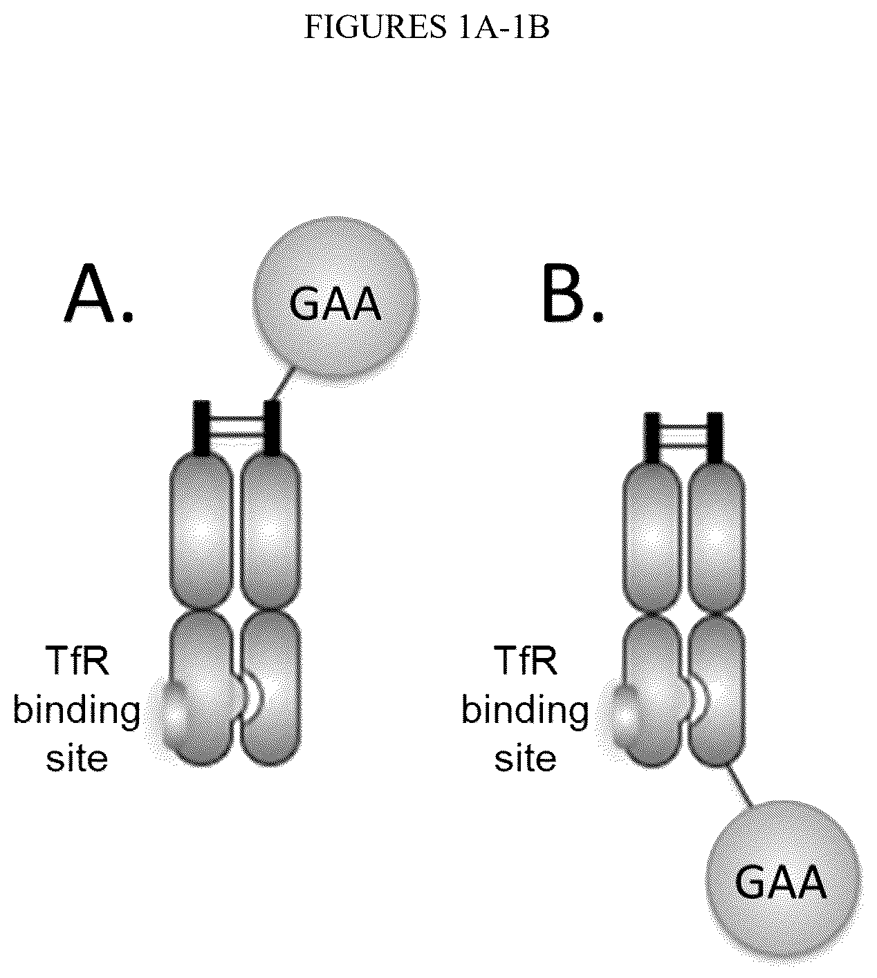 Patent US12378540 Figure 1 – Fusion proteins comprising acid alpha-glucosidase enzymes and methods thereof