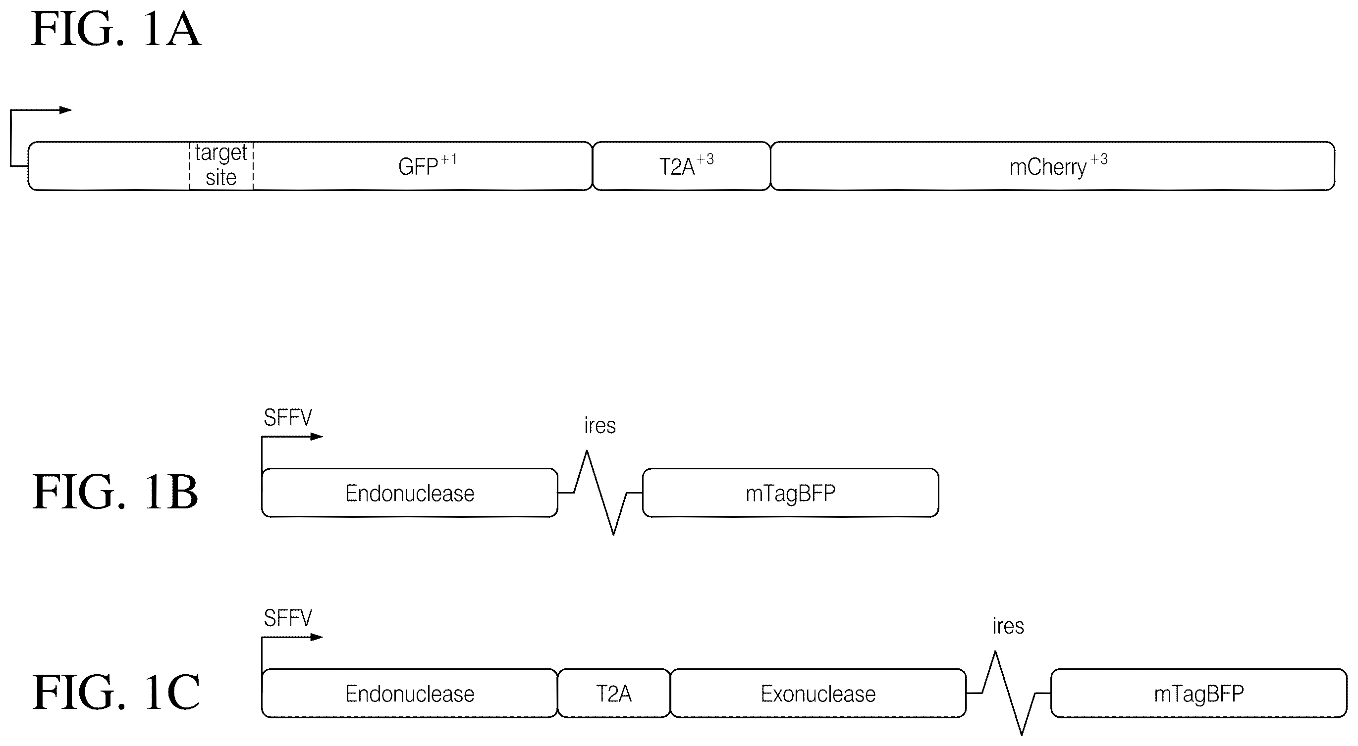 Patent US12378546 Figure 1 – Coupling endonucleases with end-processing enzymes drives high efficiency gene disruption