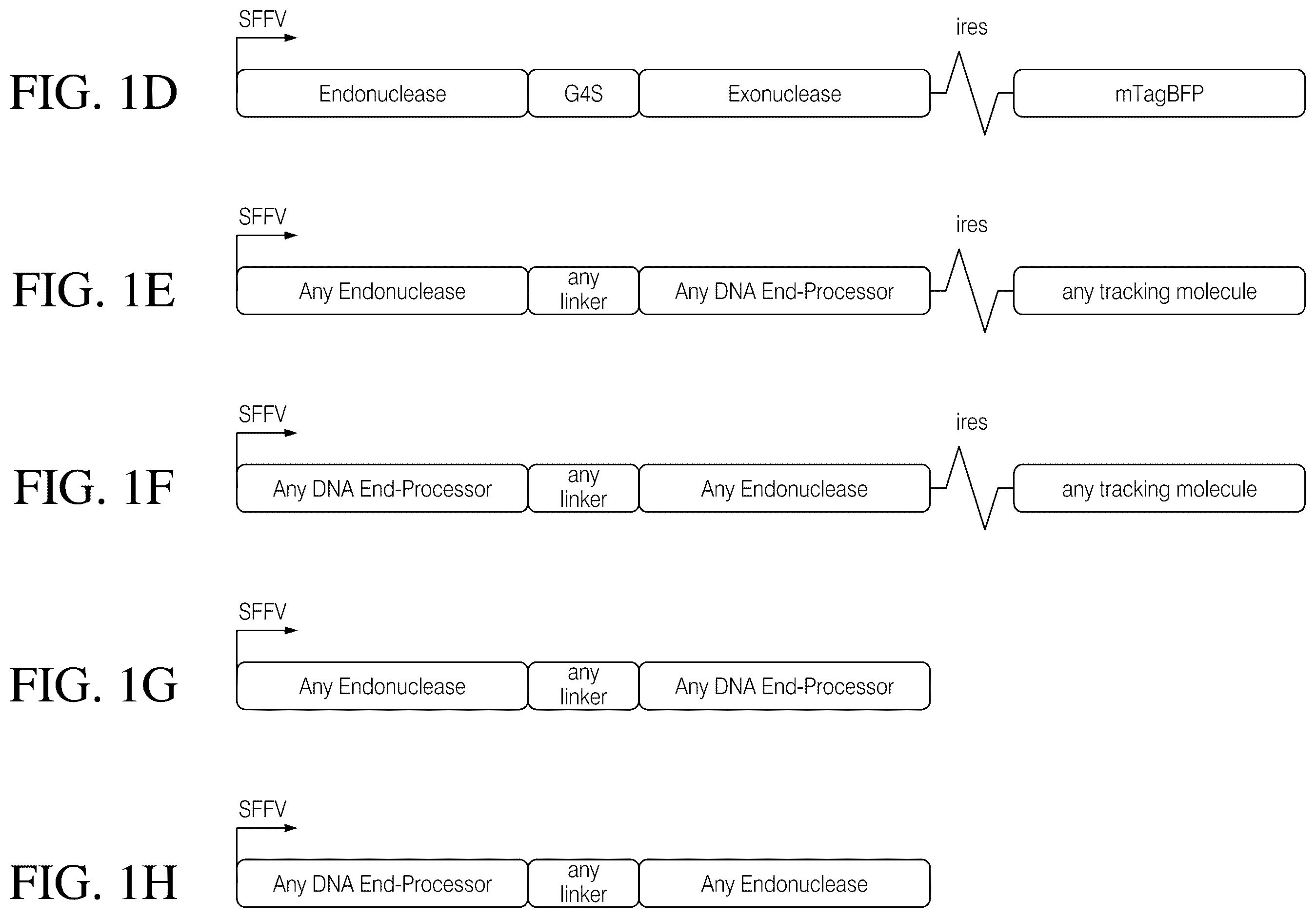 Patent US12378546 Figure 2 – Coupling endonucleases with end-processing enzymes drives high efficiency gene disruption