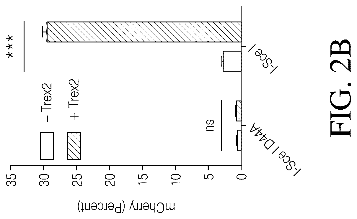 Patent US12378546 Figure 4 – Coupling endonucleases with end-processing enzymes drives high efficiency gene disruption